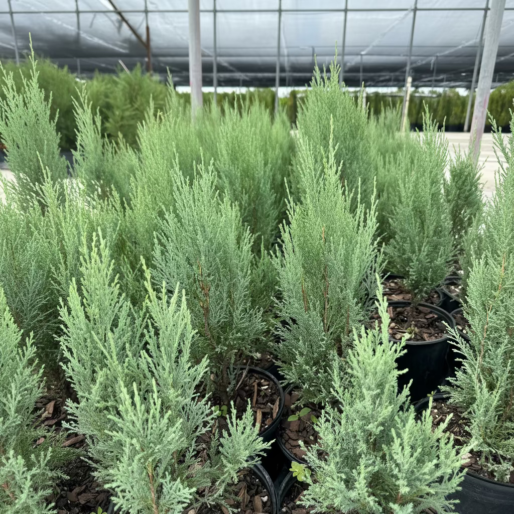 Medora Juniper, Rocky Mountain Juniperus scopulorum in 6in pots in trays