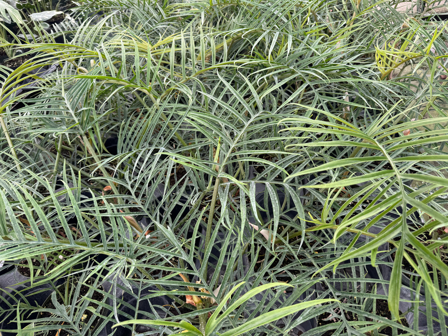 outside view of Philodendron Tortum, Fern Leaf Vining Plant
