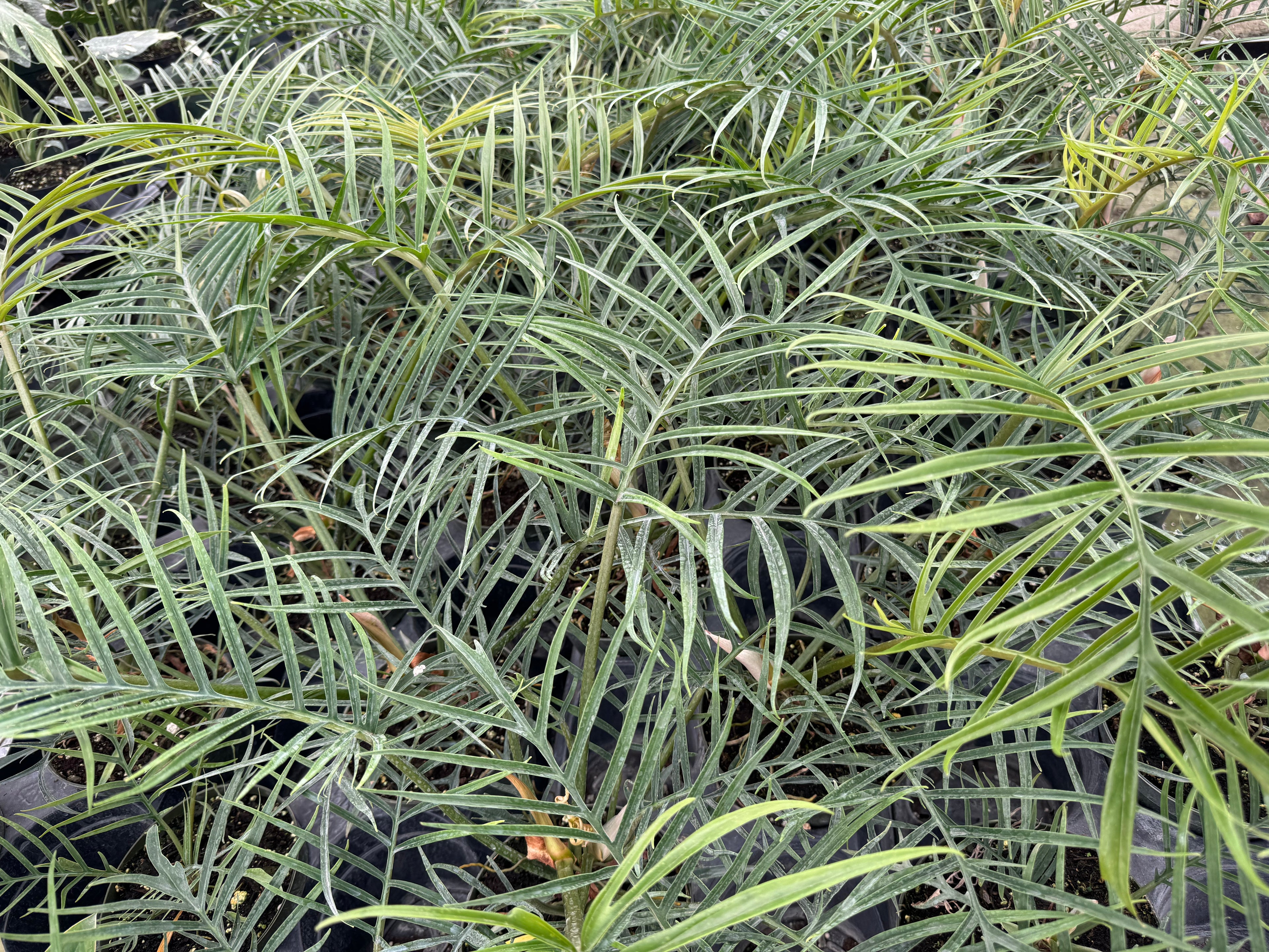 outside view of Philodendron Tortum, Fern Leaf Vining Plant