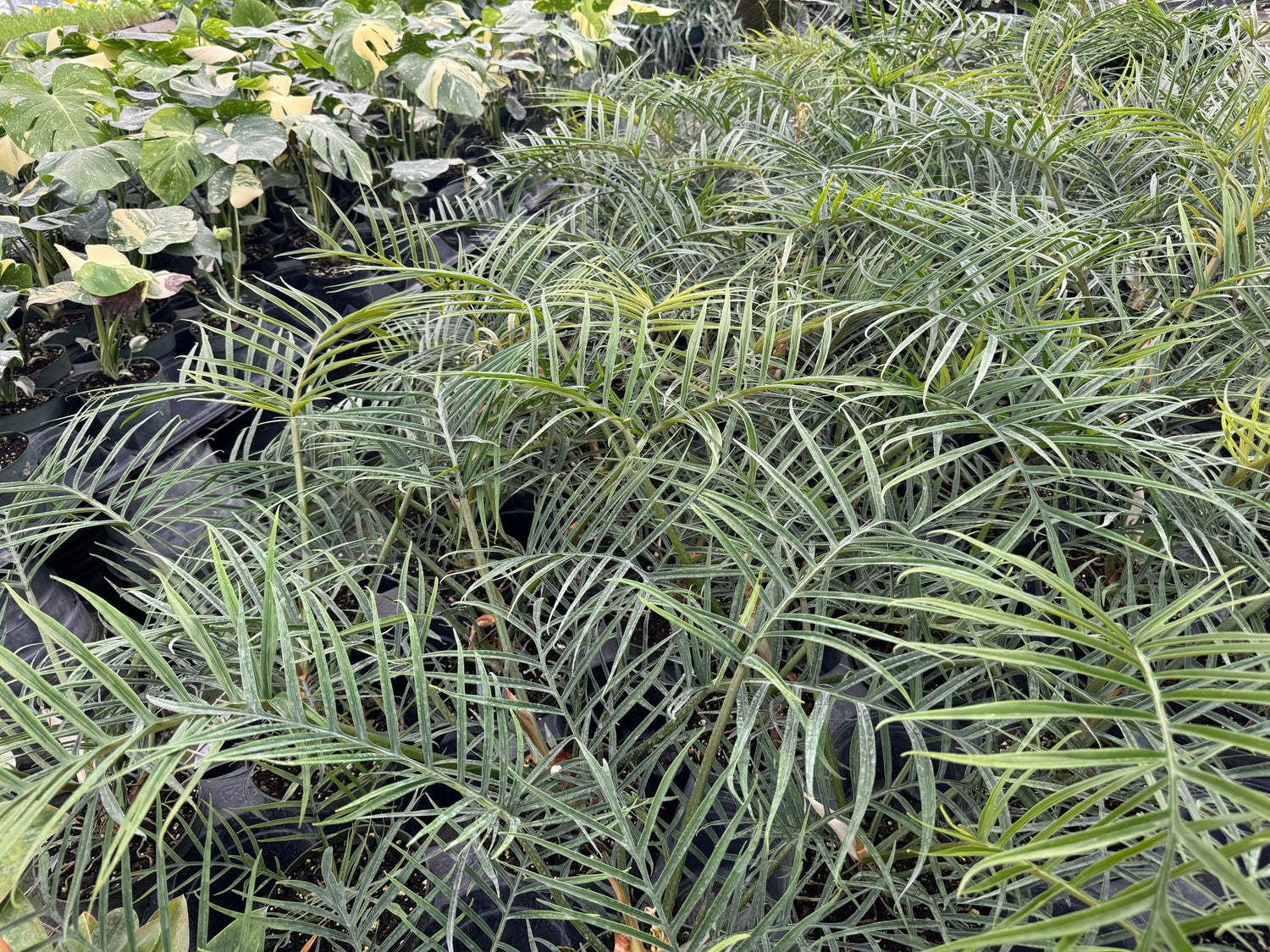 Philodendron Tortum, Fern Leaf Vining Plant