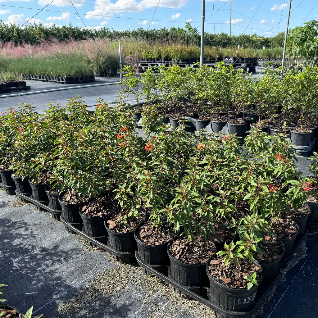FireBush Hamelia patens &