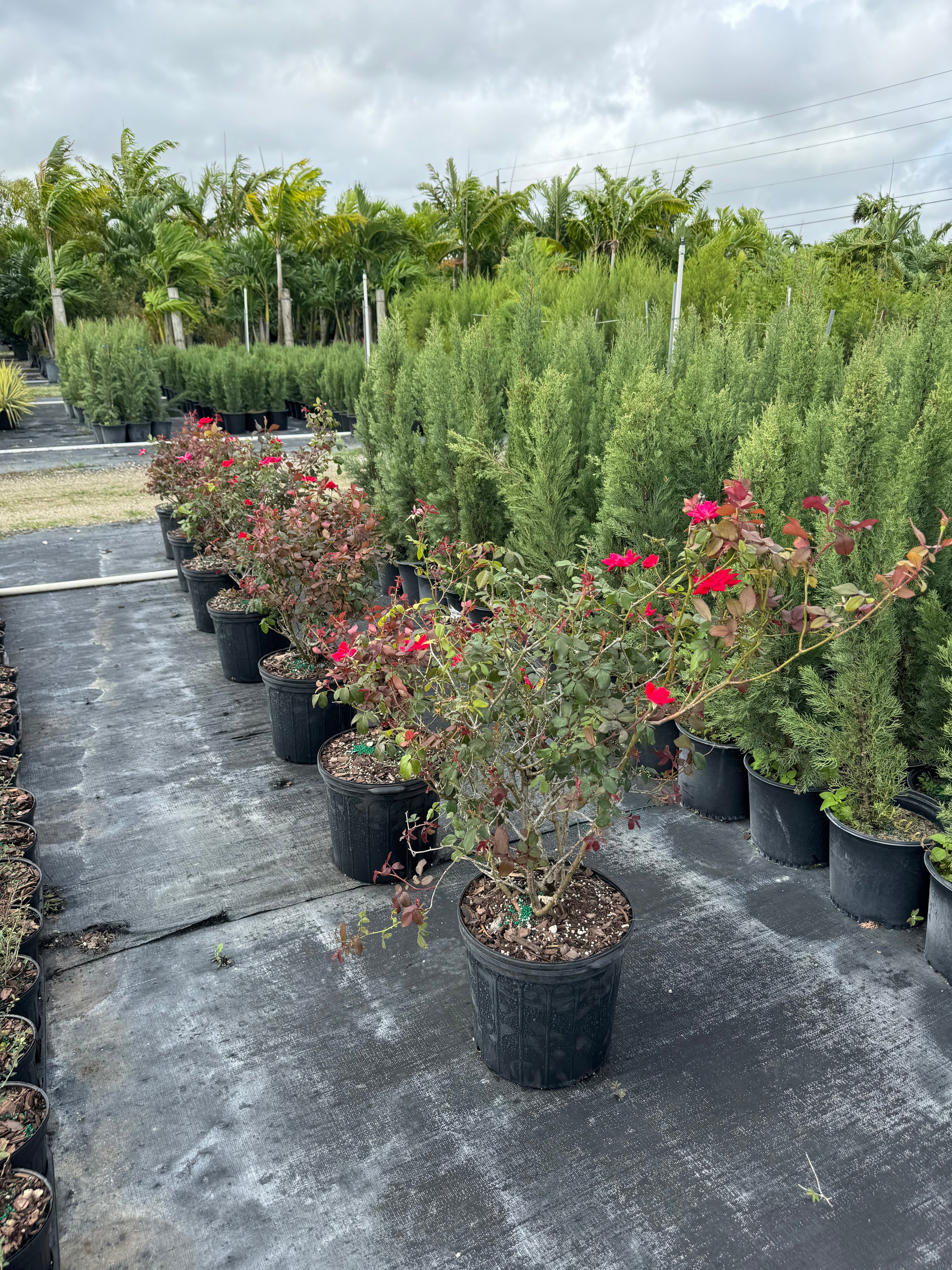 Knock Out Rose Double Red