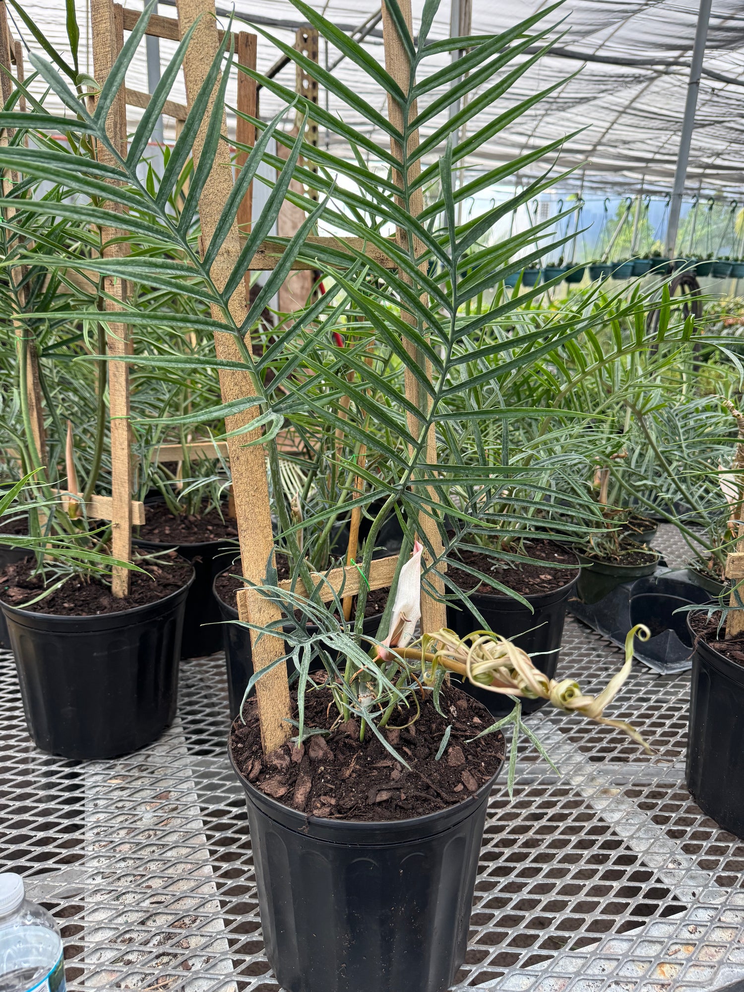 Philodendron Tortum, Fern Leaf Vining Plant in nursery