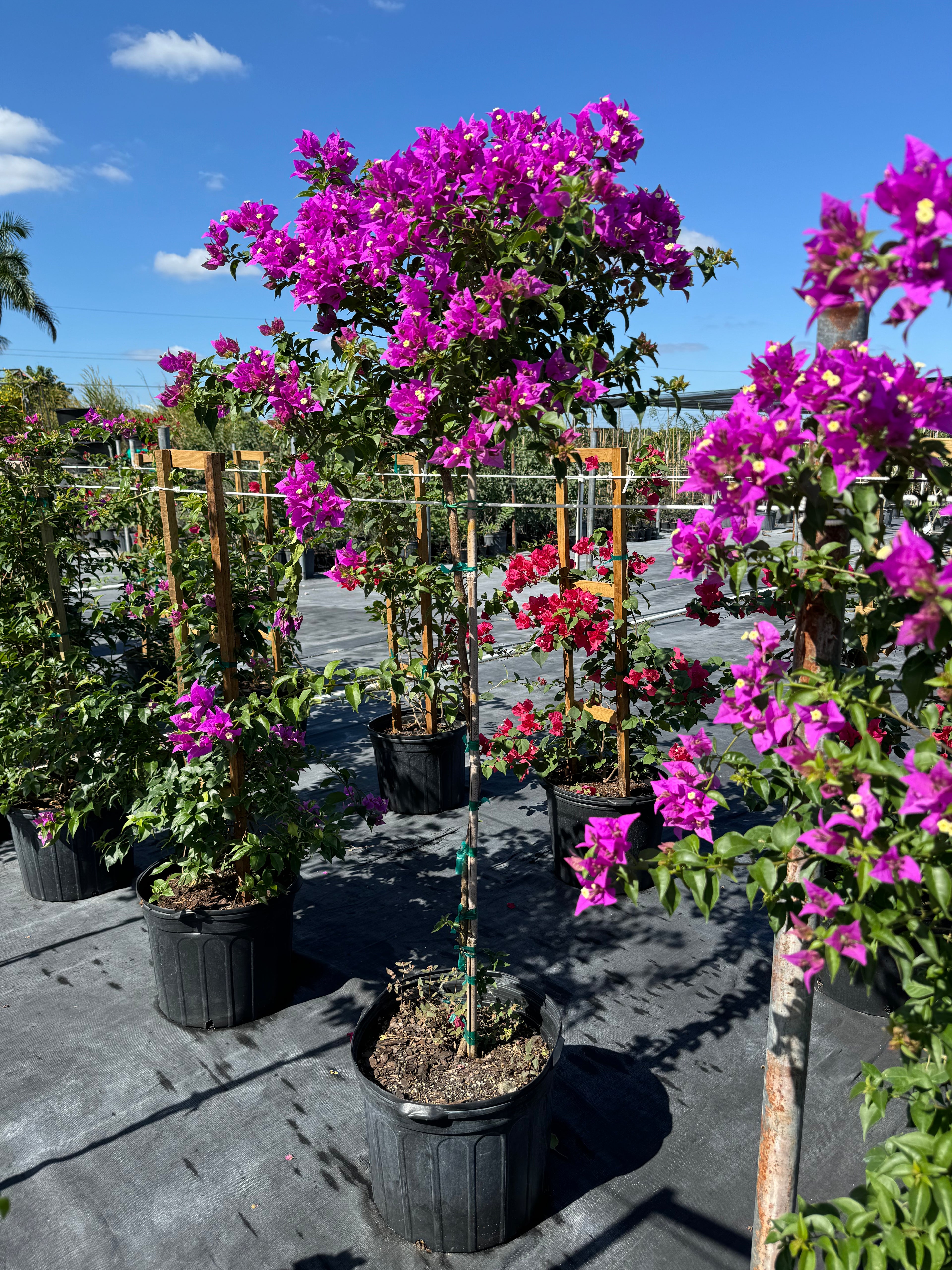 Bougainvillea Purple Flower Tree Like Form, Single Trunk Flowering Tree