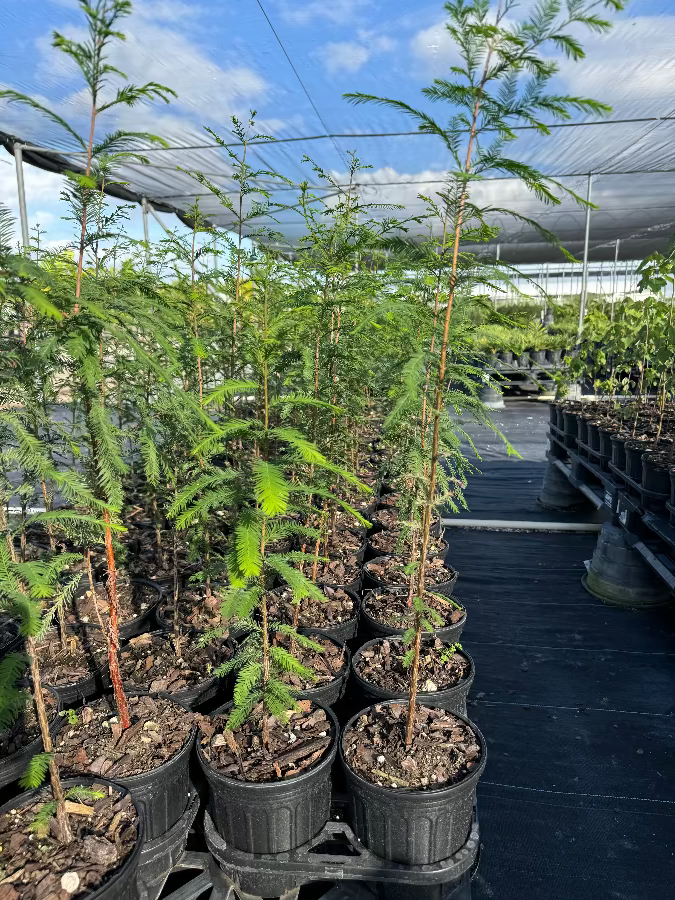 A row of young, feathery green trees in black nursery pots standing on black landscaping fabric in an outdoor nursery.