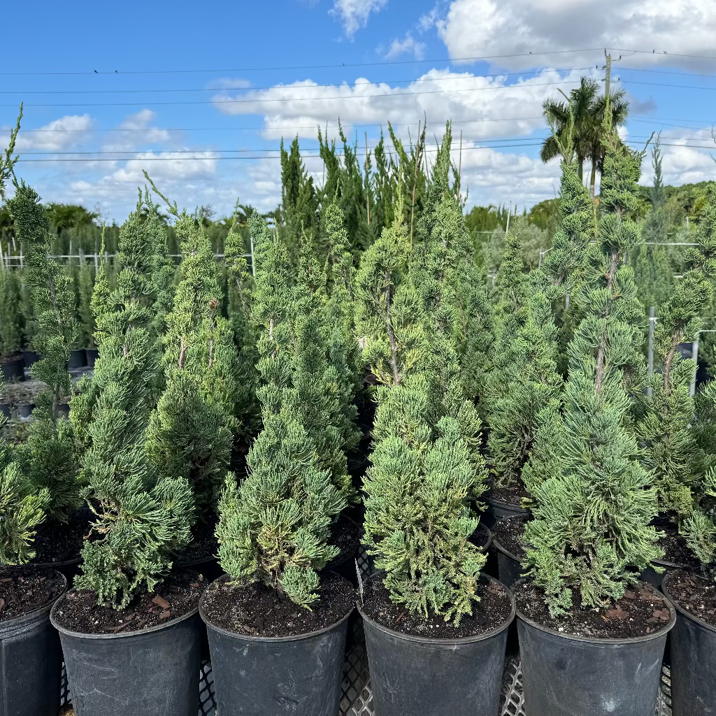 Robusta Green Juniper, Juniperus chinensis, Christmas tree in 2gal pots in rows