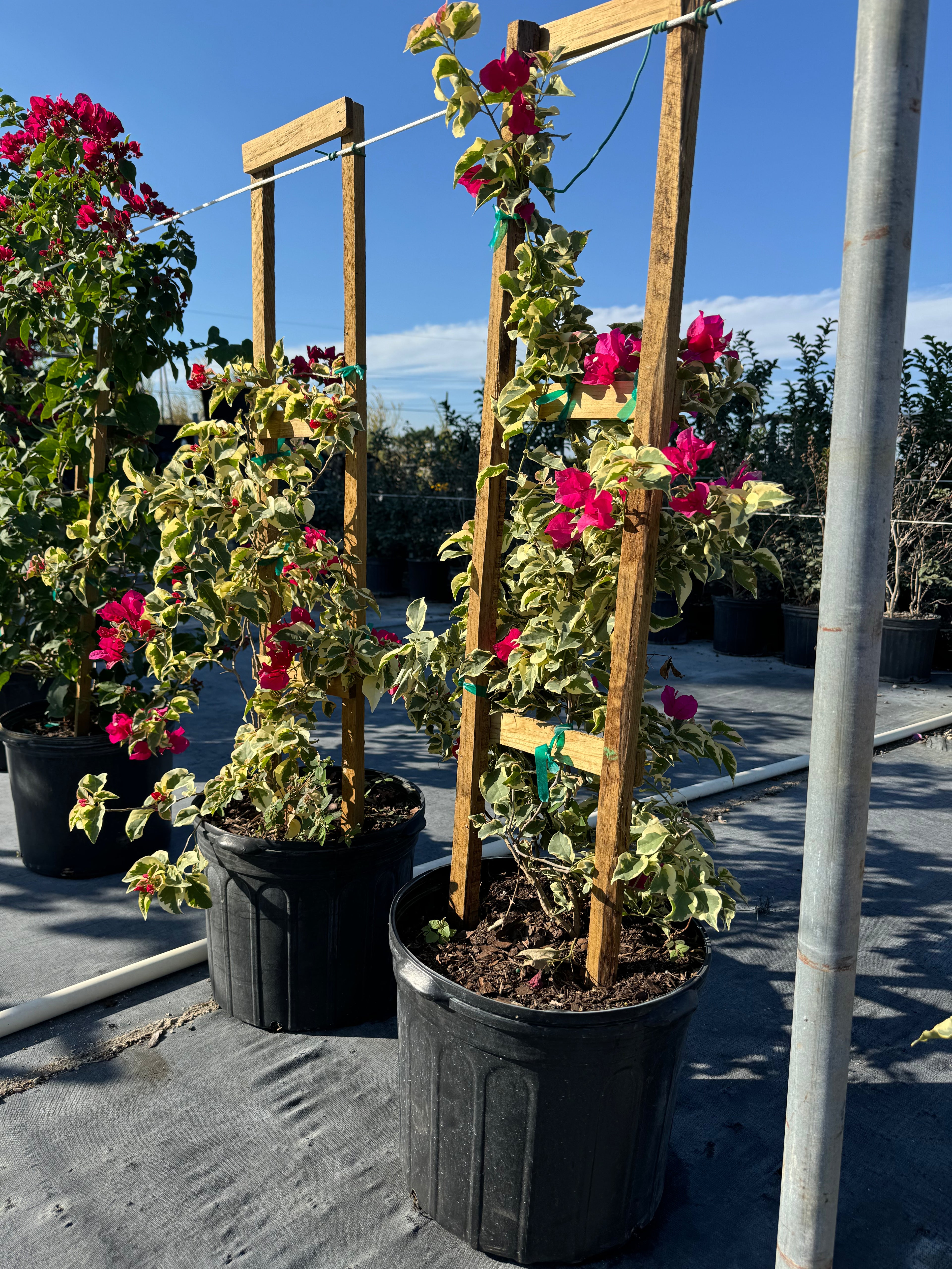 Bougainvillea Variegated Red Flower Tree in Trellis, Raspberry Ice Flowering Tree