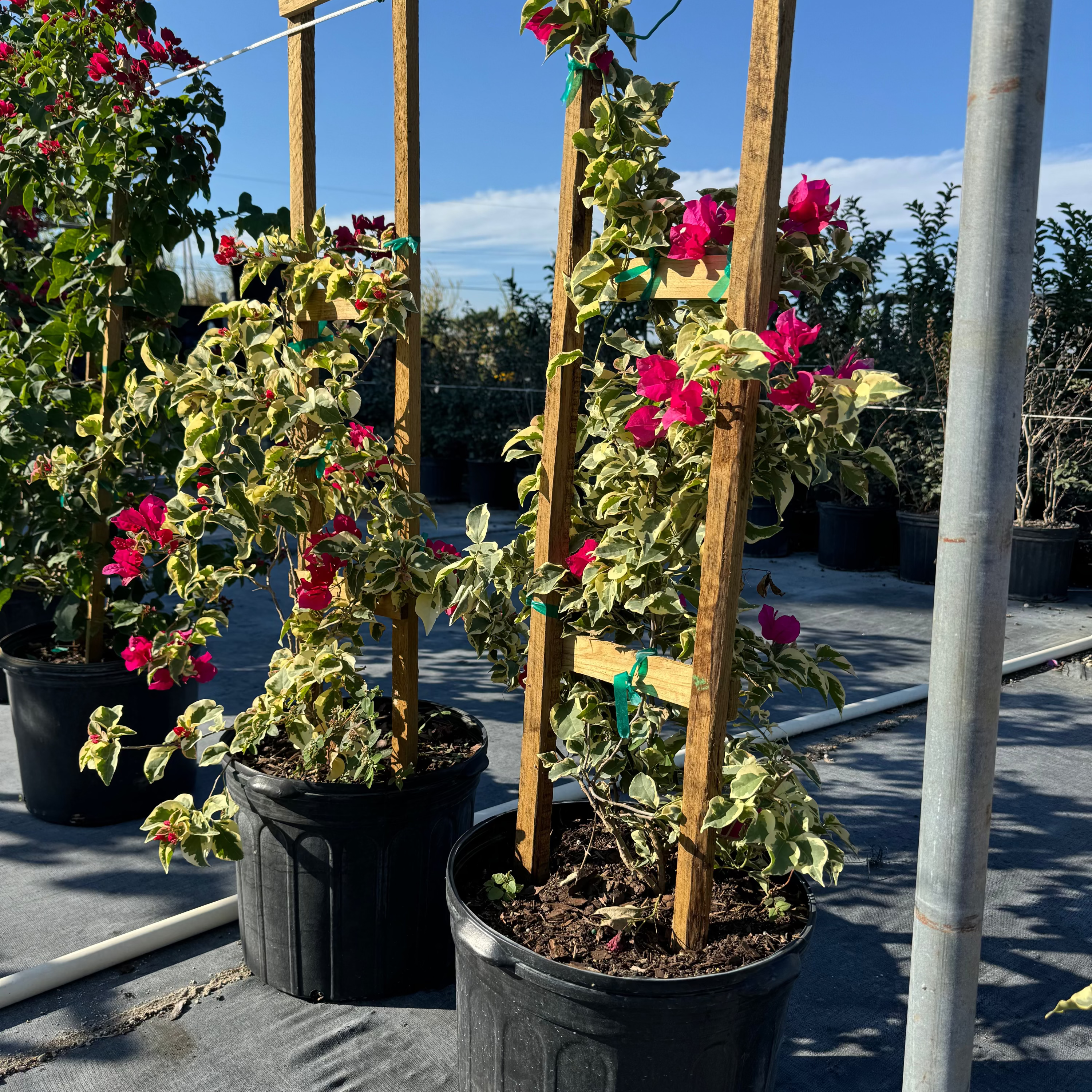 Bougainvillea Variegated Red Flower Tree in Trellis, &