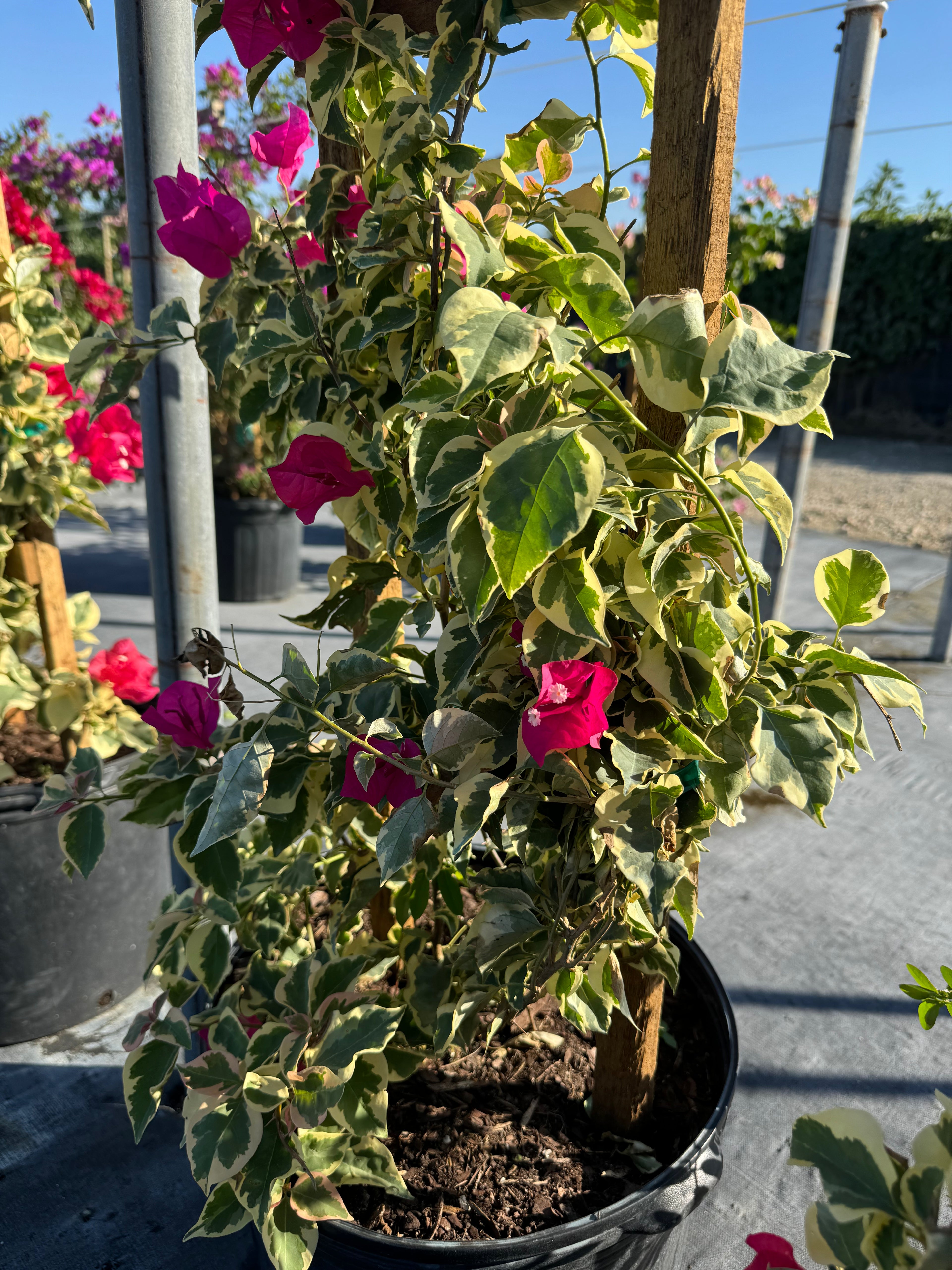 Bougainvillea Variegated Red Flower Tree in Trellis, Raspberry Ice Flowering Tree