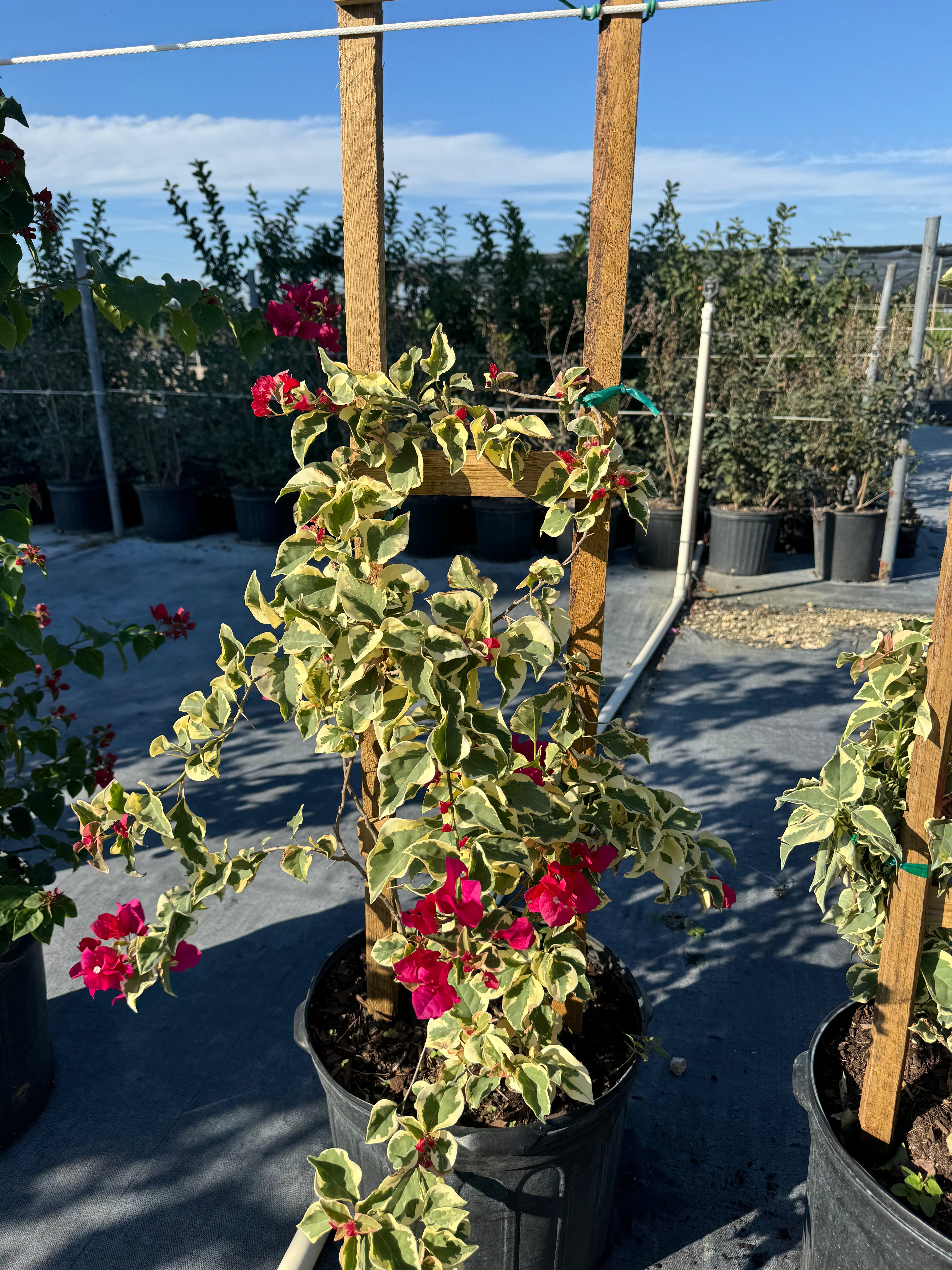 Bougainvillea Variegated Red Flower Tree in Trellis, Raspberry Ice Flowering Tree