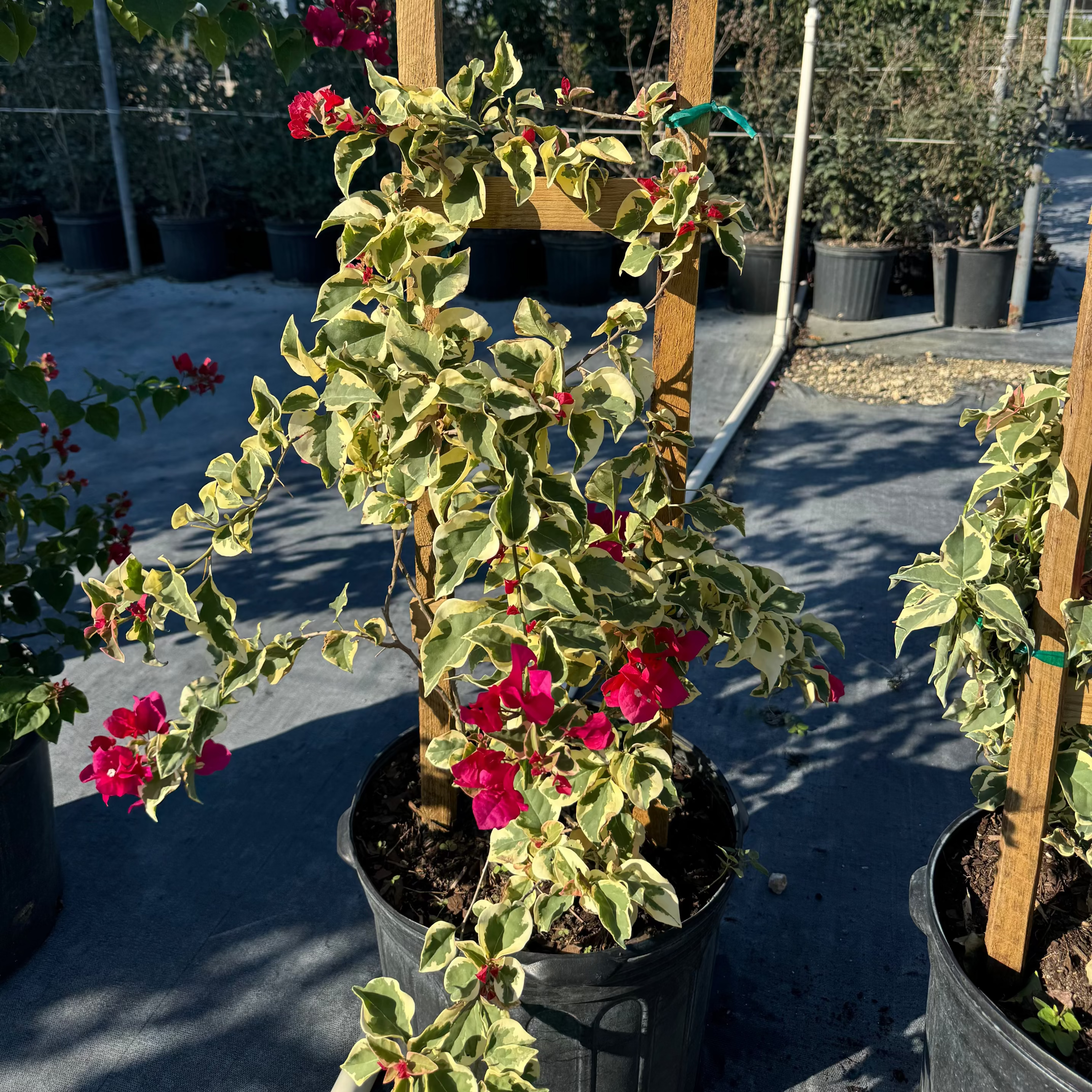 Bougainvillea Variegated Red Flower Tree in Trellis, &