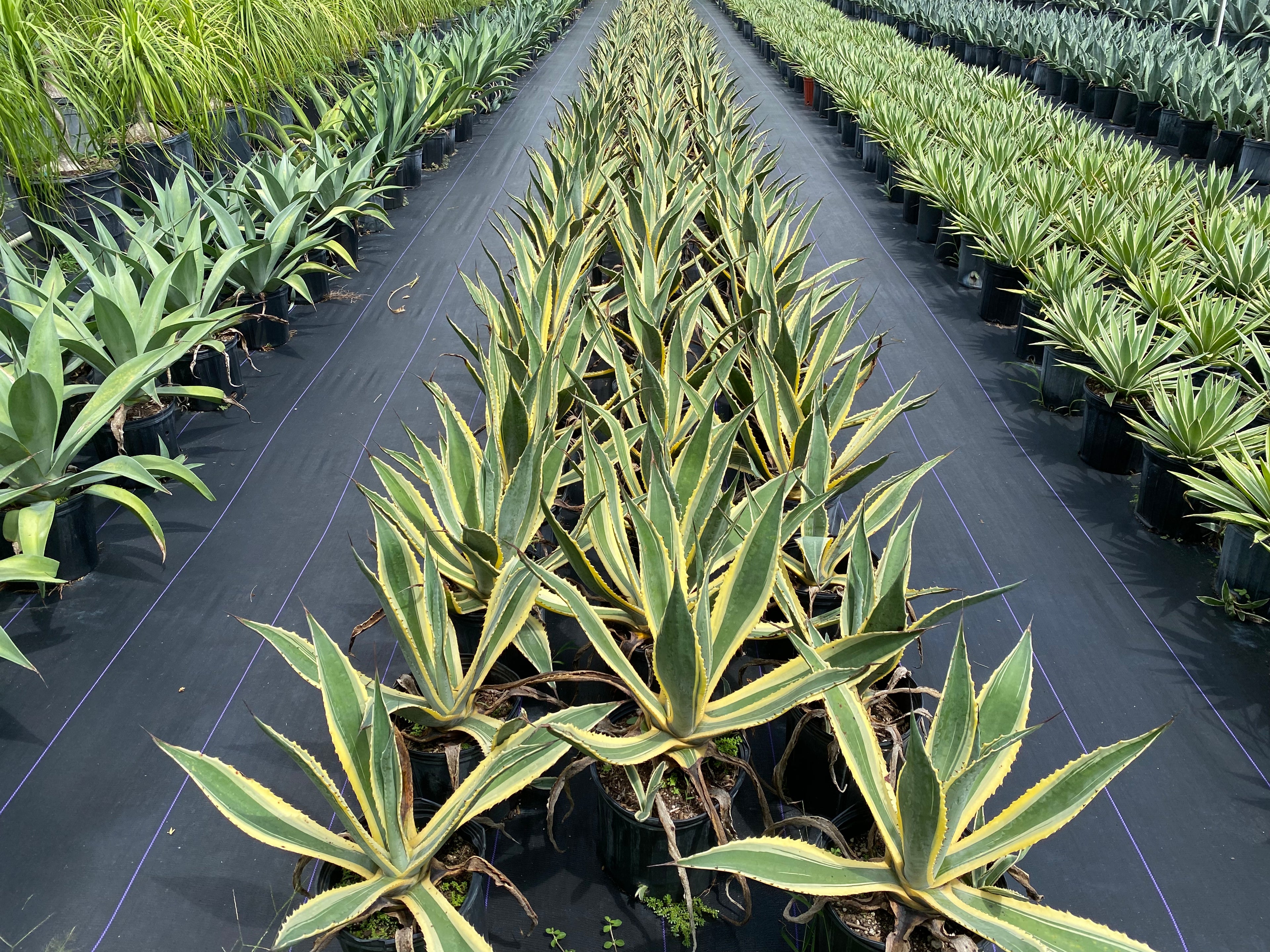 Agave Americana Variegata, Century Plant