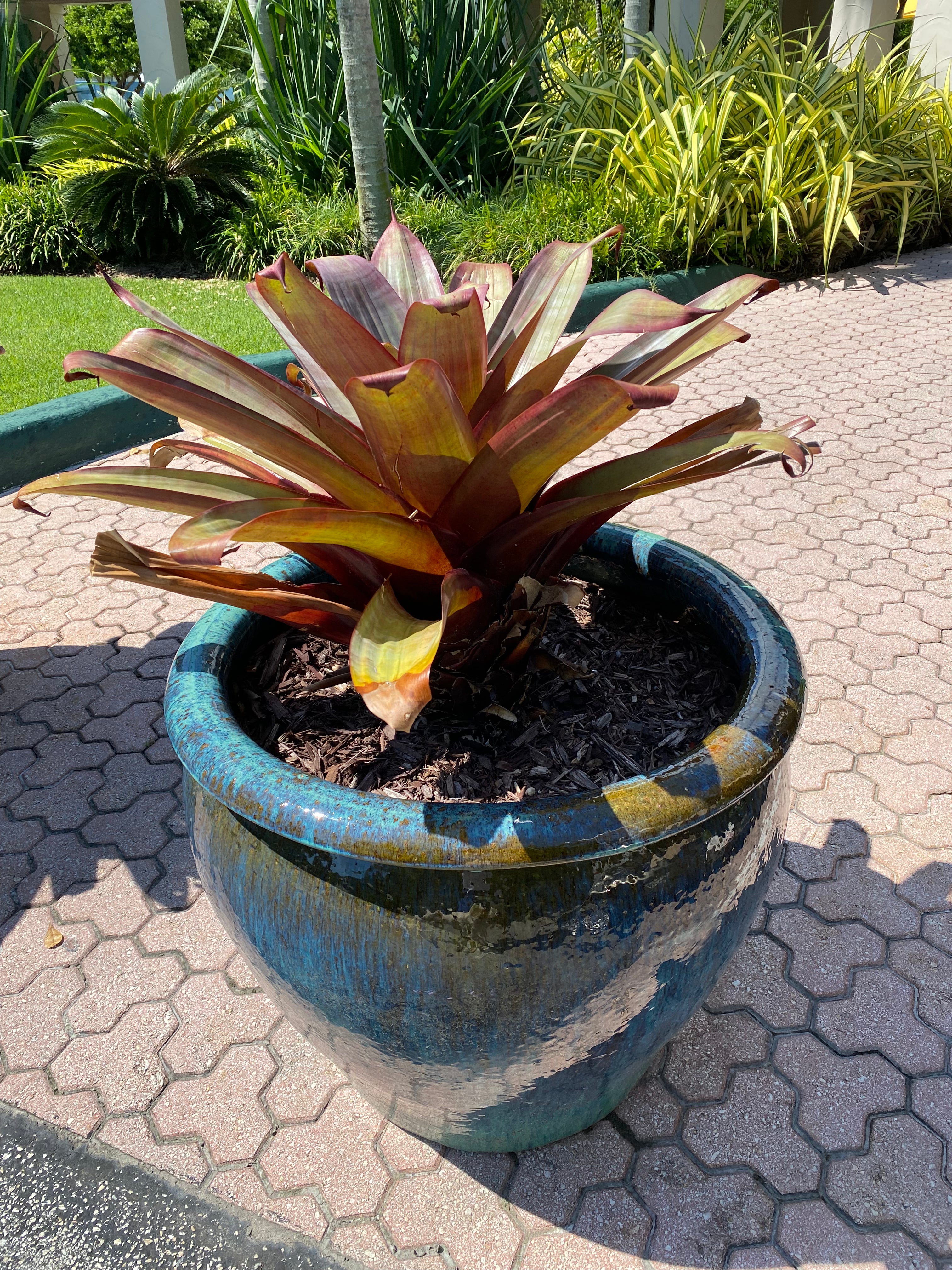 Bromeliad Alcantarea imperialis