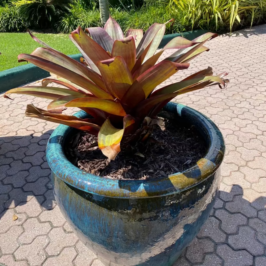 Potted Bromeliad Alcantarea imperialis.