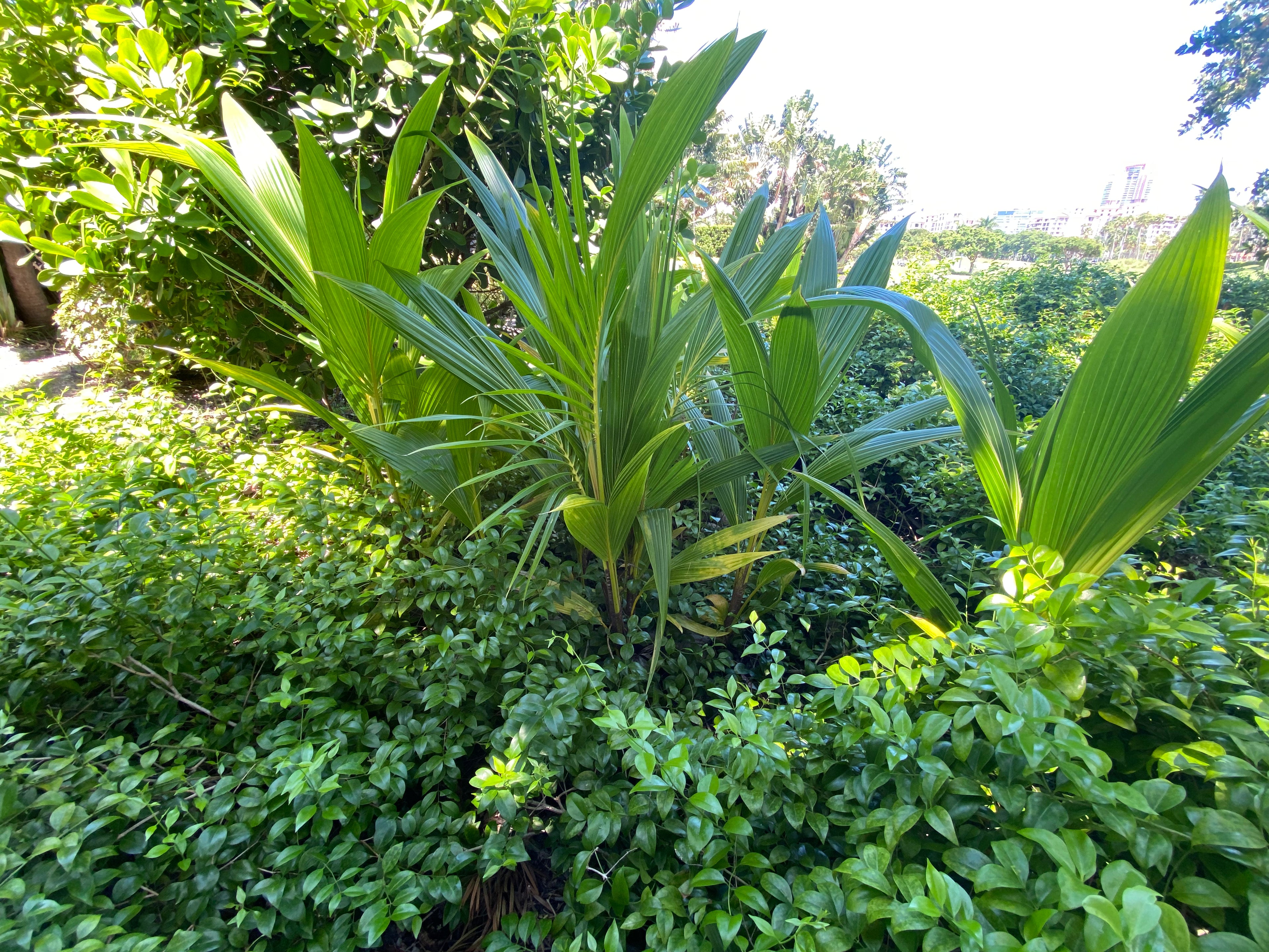 Coconut Palm Tree, Green Malayan Cocos nucifera