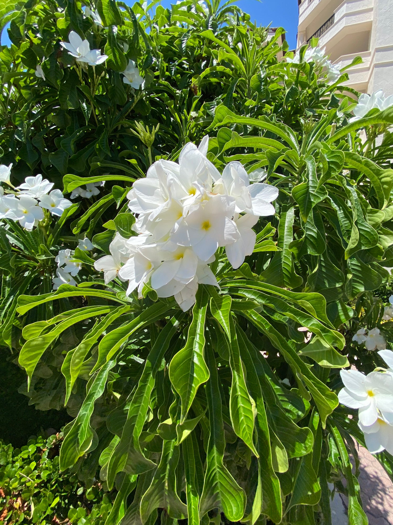 Bridal Bouquet Plumeria White Flowering Tree