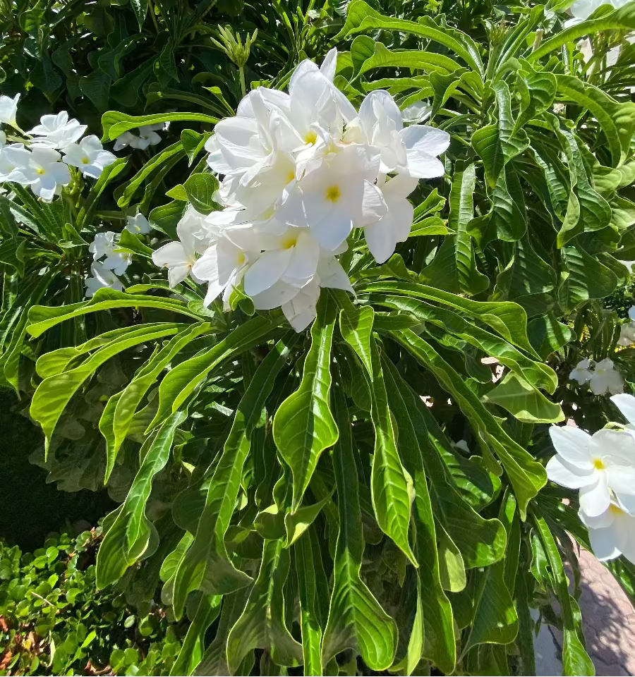 Close-up of a Bridal Bouquet Plumeria White Flowering Shrub, prominently featuring a vibrant cluster of delicate white blooms with distinct yellow centers surrounded by lush, elongated green foliage, growing outdoors in bright sunlight with a building in the background, showcasing its stunning tropical beauty.