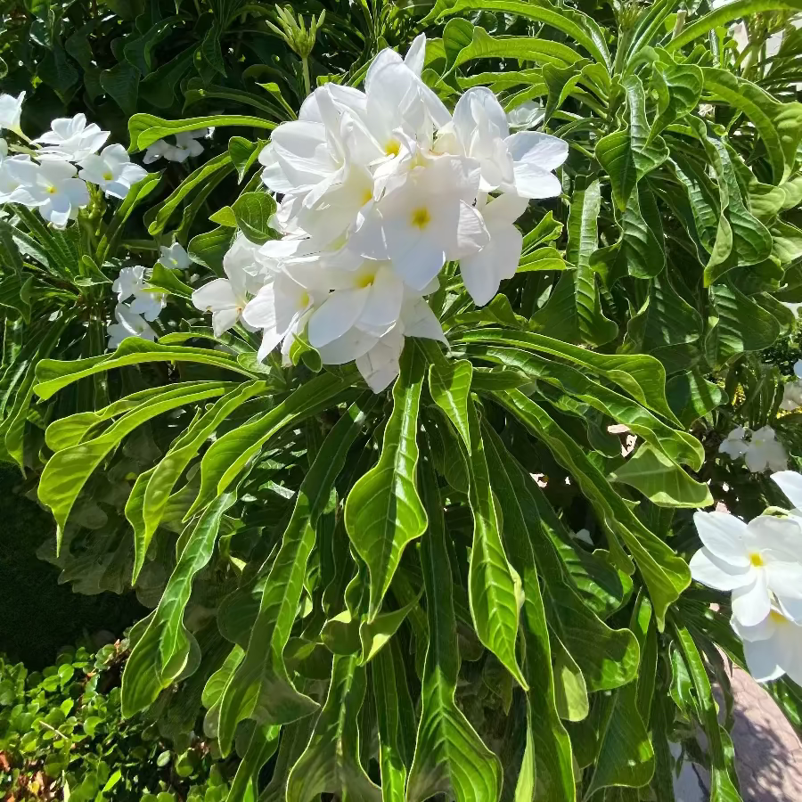 Close-up of a Bridal Bouquet Plumeria White Flowering Shrub, prominently featuring a vibrant cluster of delicate white blooms with distinct yellow centers surrounded by lush, elongated green foliage, growing outdoors in bright sunlight with a building in the background, showcasing its stunning tropical beauty.