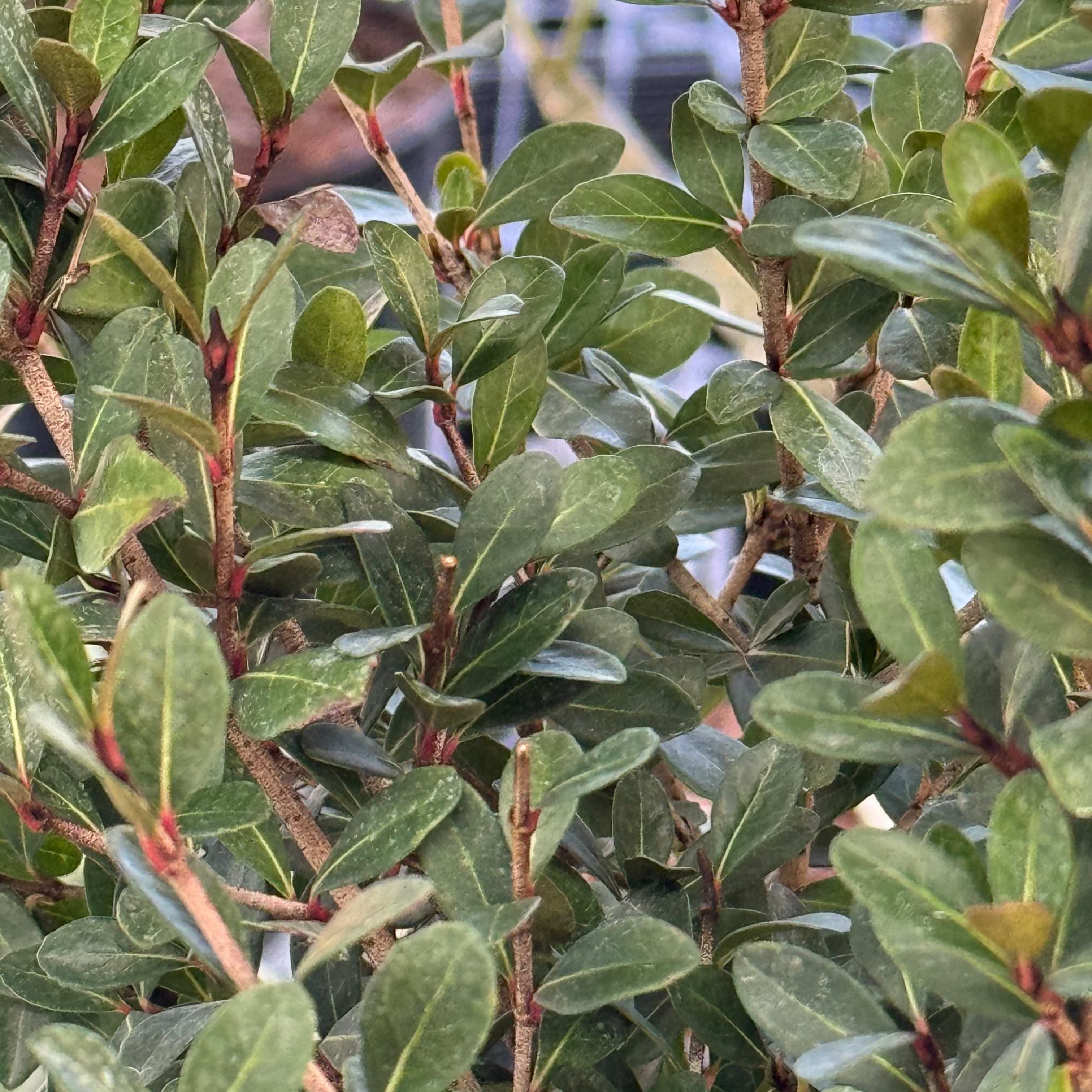Viburnum Mrs Schillers Delight, Flowering Shrub close up of leaves