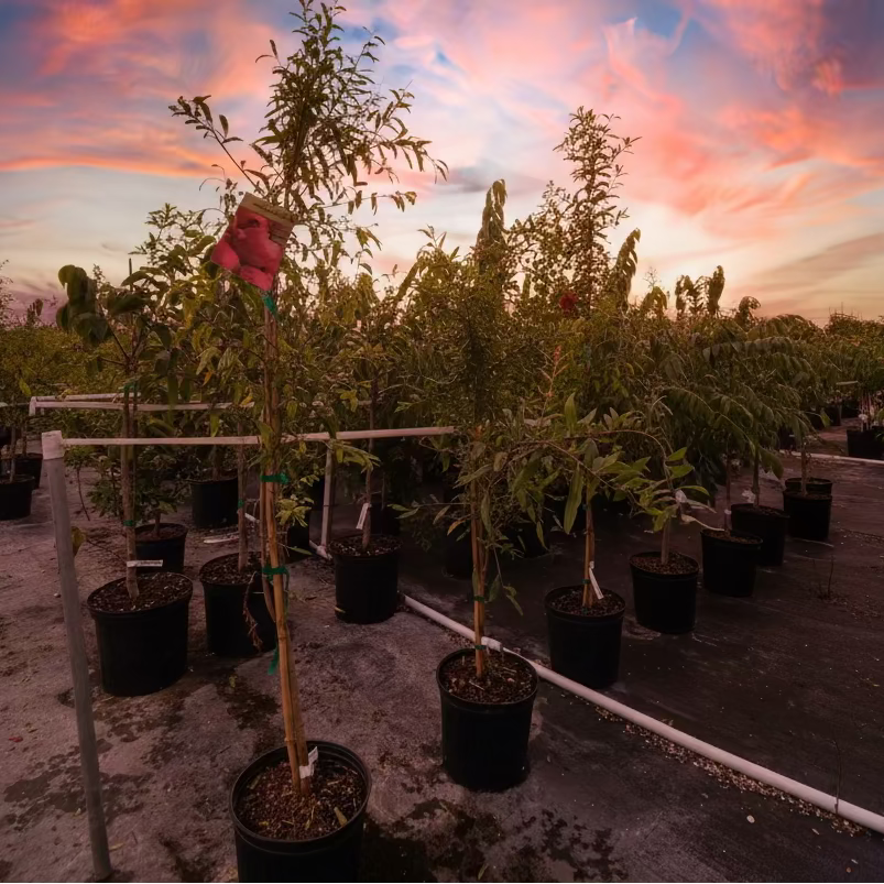 Young Pomegranate Salavatski Fruit Tree&