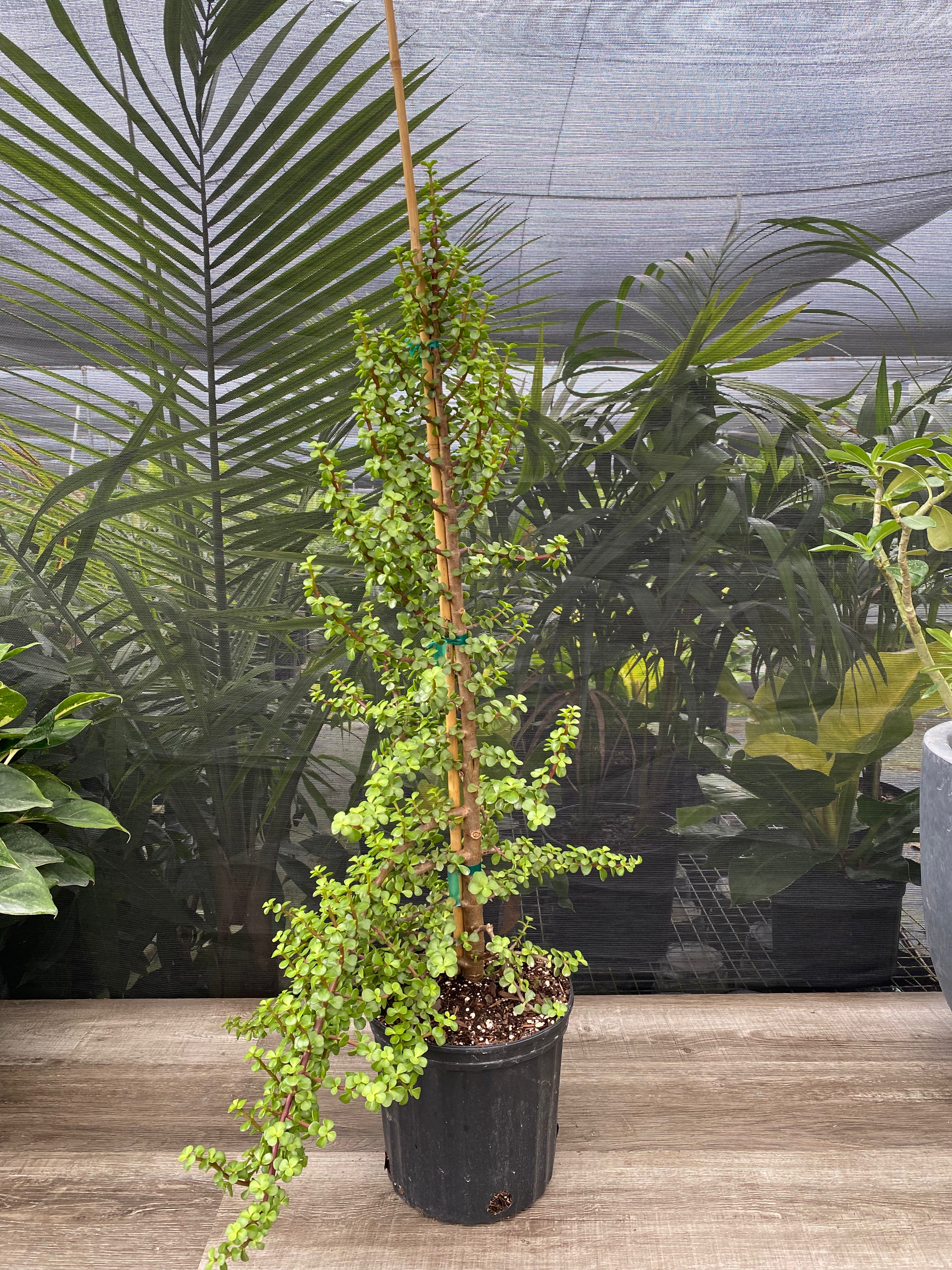 rare jade plant varieties Explore the Collection of Elephant Bush Jade Tree