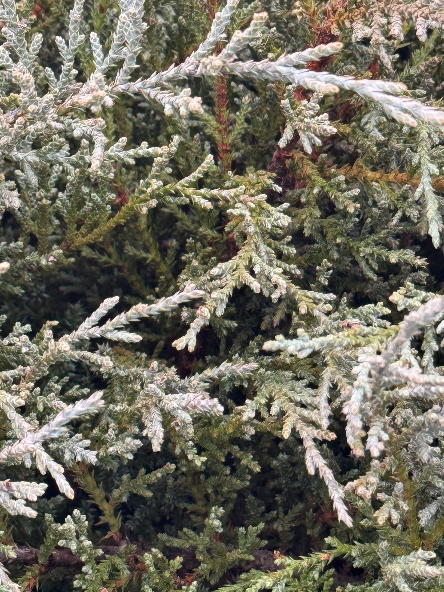 Bar Harbor Juniper Shrub, Compact Evergreen