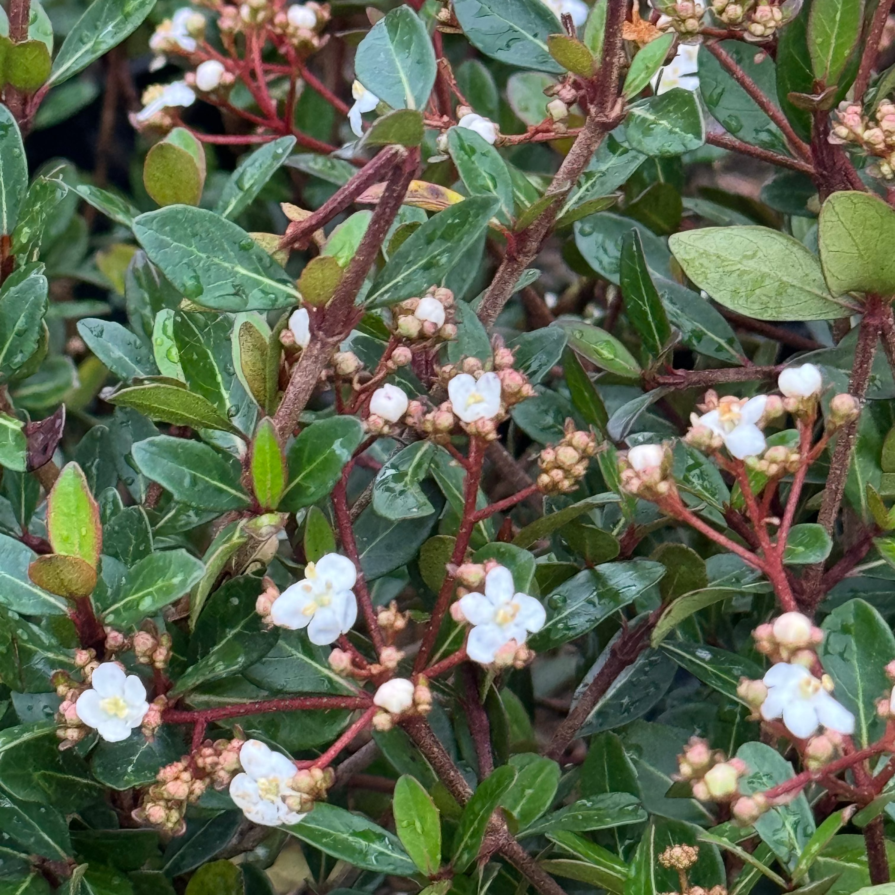 Viburnum Mrs Schillers Delight, Flowering Shrub close up of leaves
nd flowers