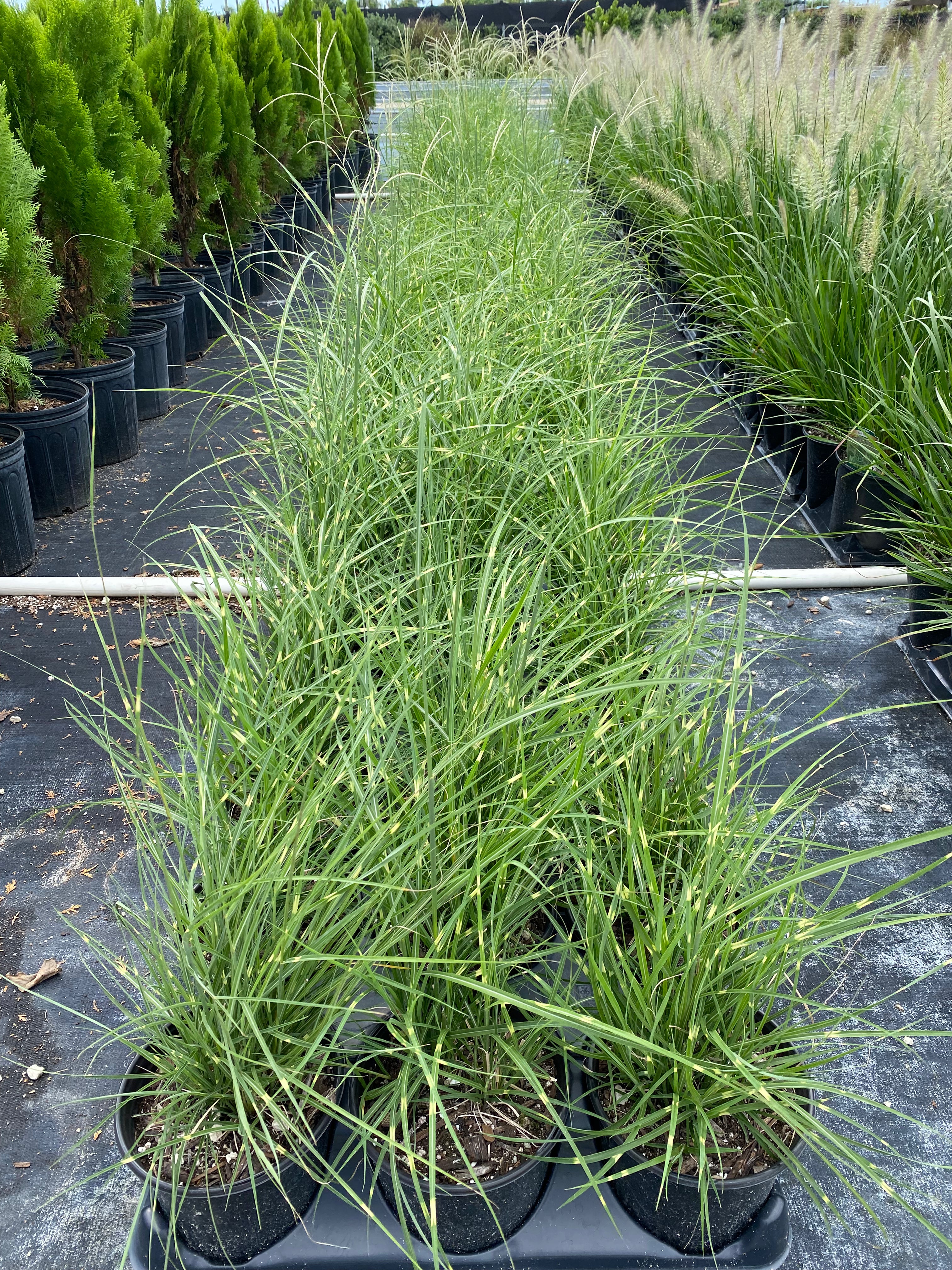 Little Zebra Miscanthus Compact Grass