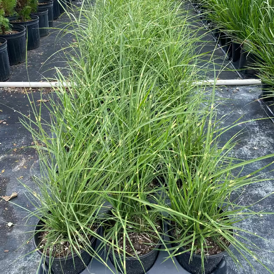 Little zebra Tall green grass swaying in the wind with a blurred