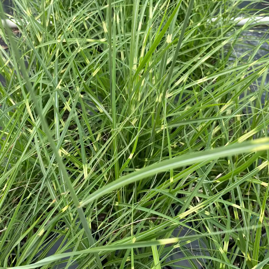 A close-up view of ornamental grass with long, narrow green leaves and some yellow variegation, growing in a dense clump.
