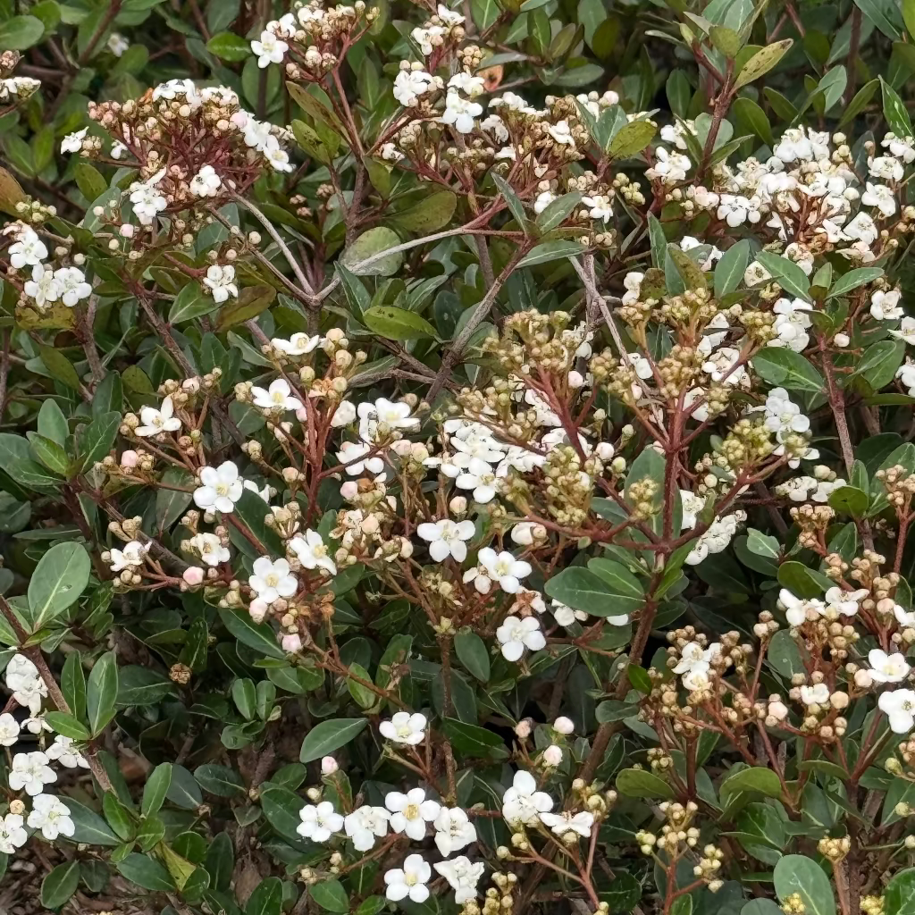 Viburnum Mrs Schillers Delight, Flowering Shrub close up of the shrubs and flowers