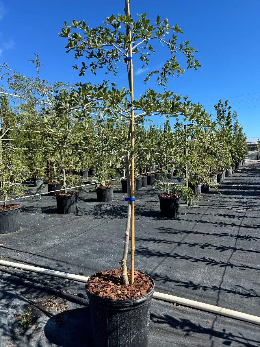 Black Olive Shady Lady potted in rows