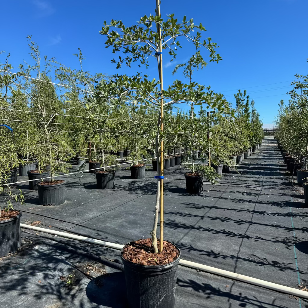 Black Olive Shady Lady potted in rows