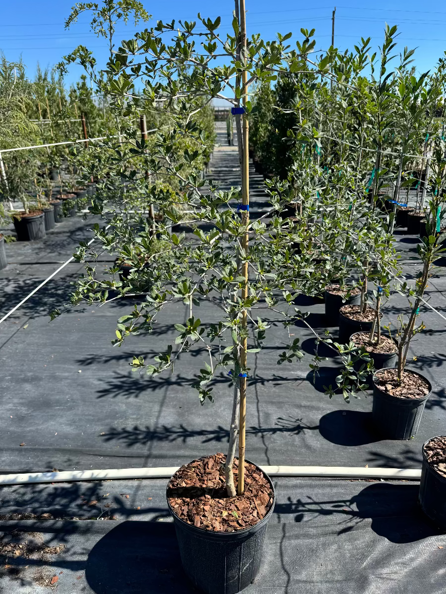 A collection of Shady Lady Black Olive trees in pots, with green leaves and a single stem visible, set against a background of other trees.