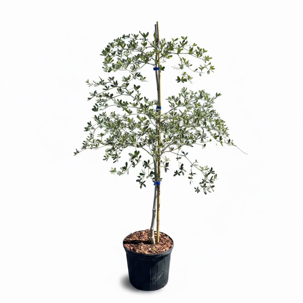 A collection of Shady Lady Black Olive trees in pots, with green leaves and a single stem visible, set against a background of other trees.