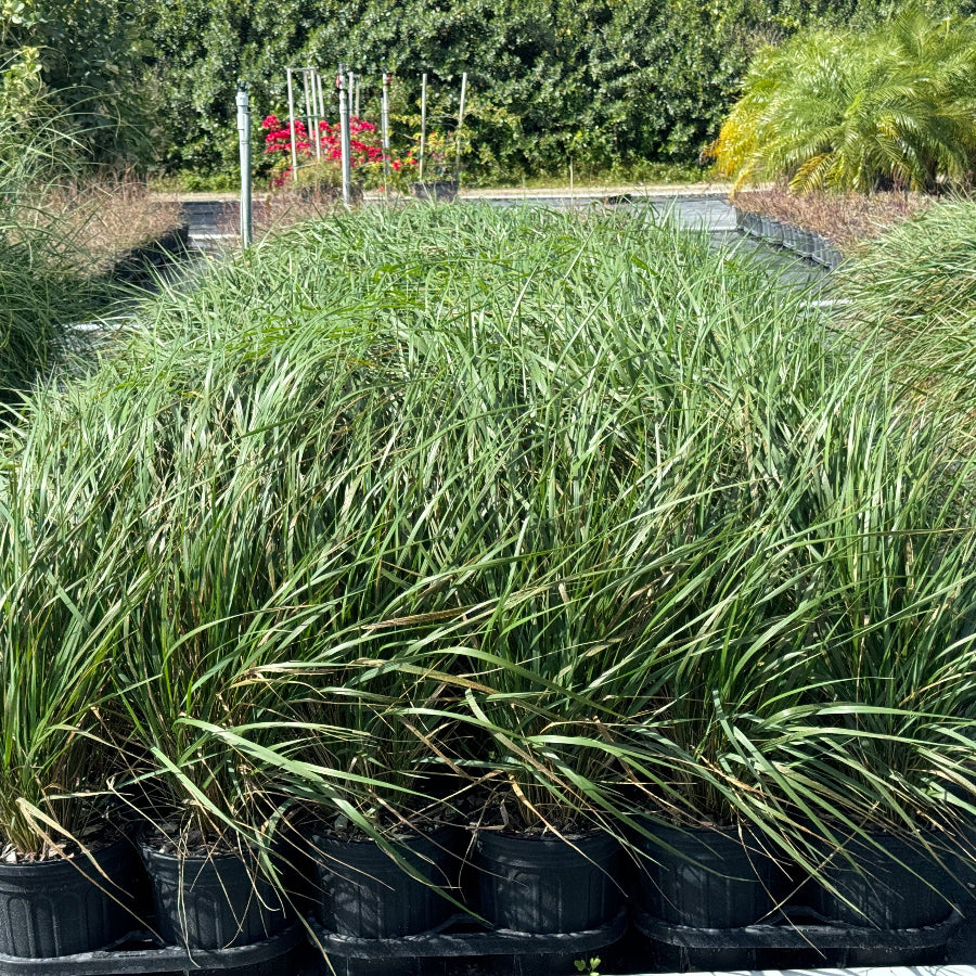 Feather Reed Grass, Karl Foerster in a 6in pot in trays