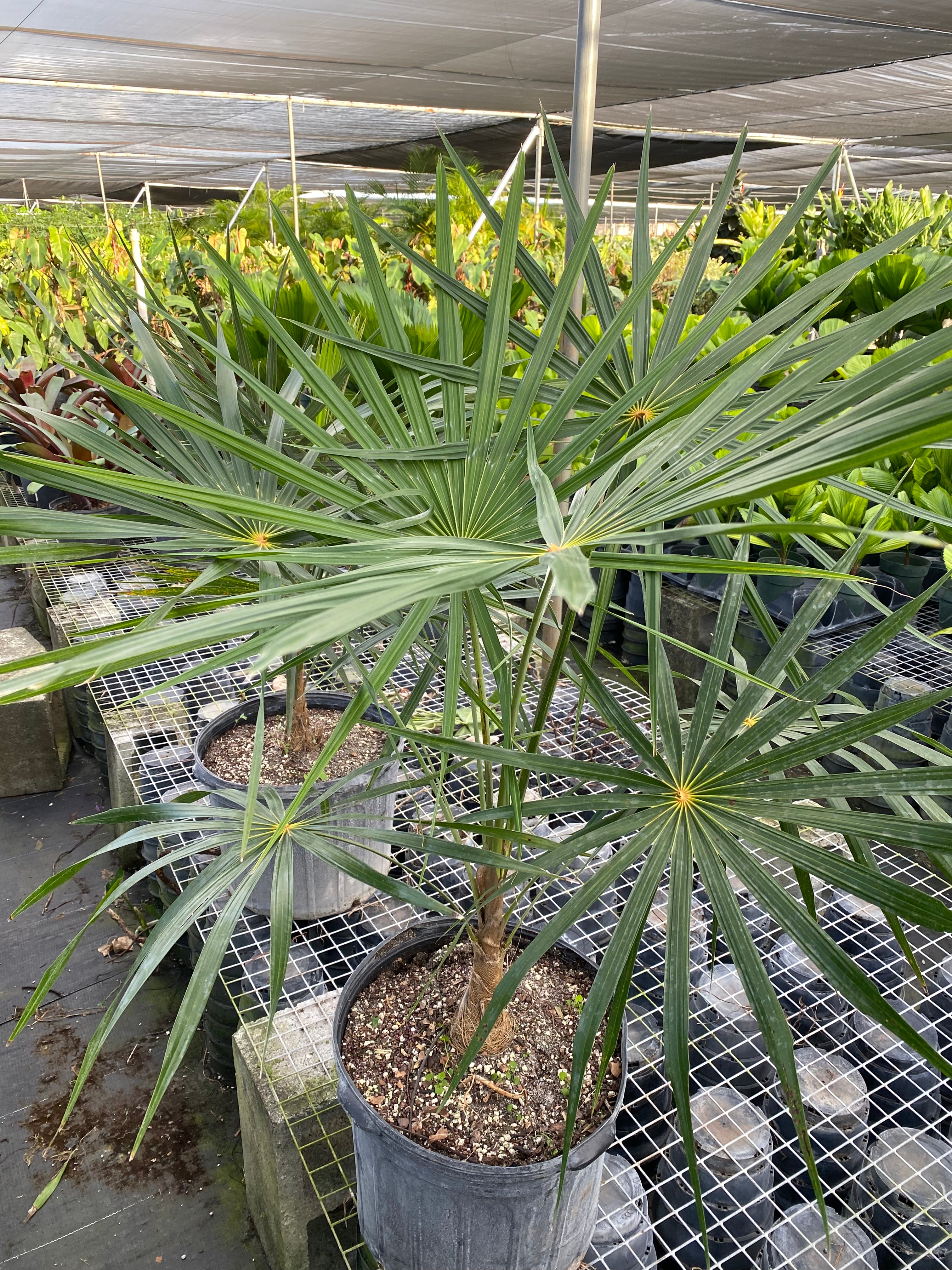 multiple Short Hair Old Man Palm, Rare and Exotic