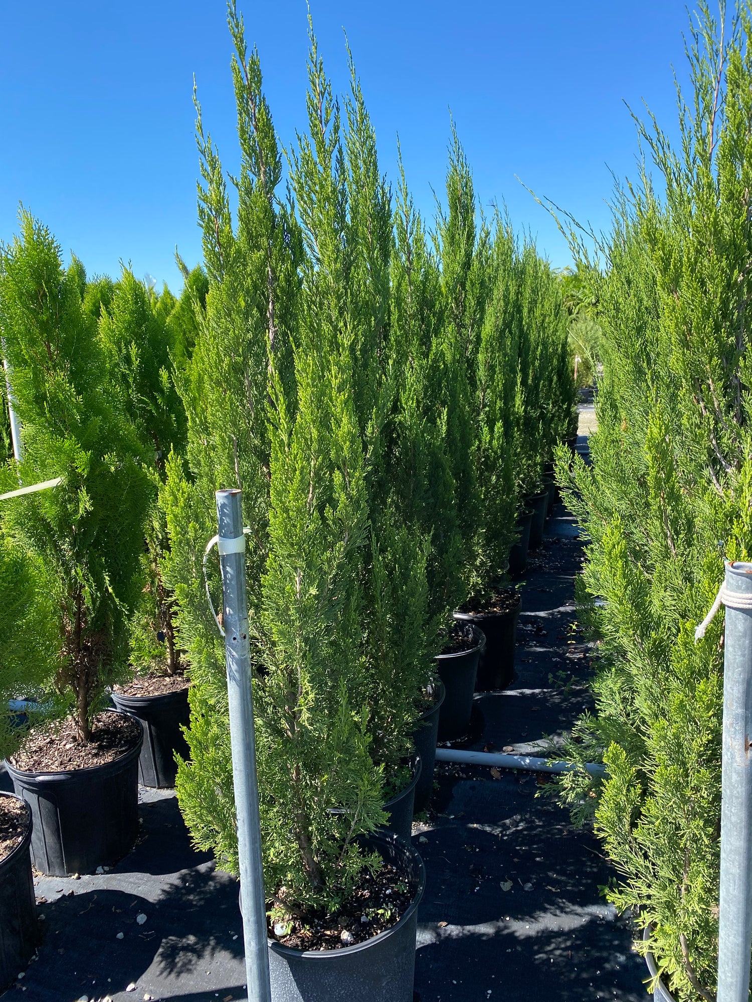 Brodie Southern Red Cedar Tree, Fast Growing Evergreen