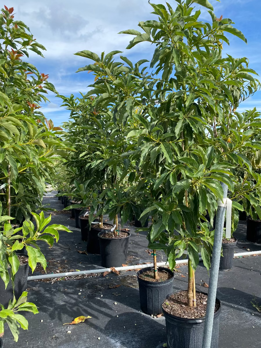 Potted Cold Hardy Hass Avocado tree.