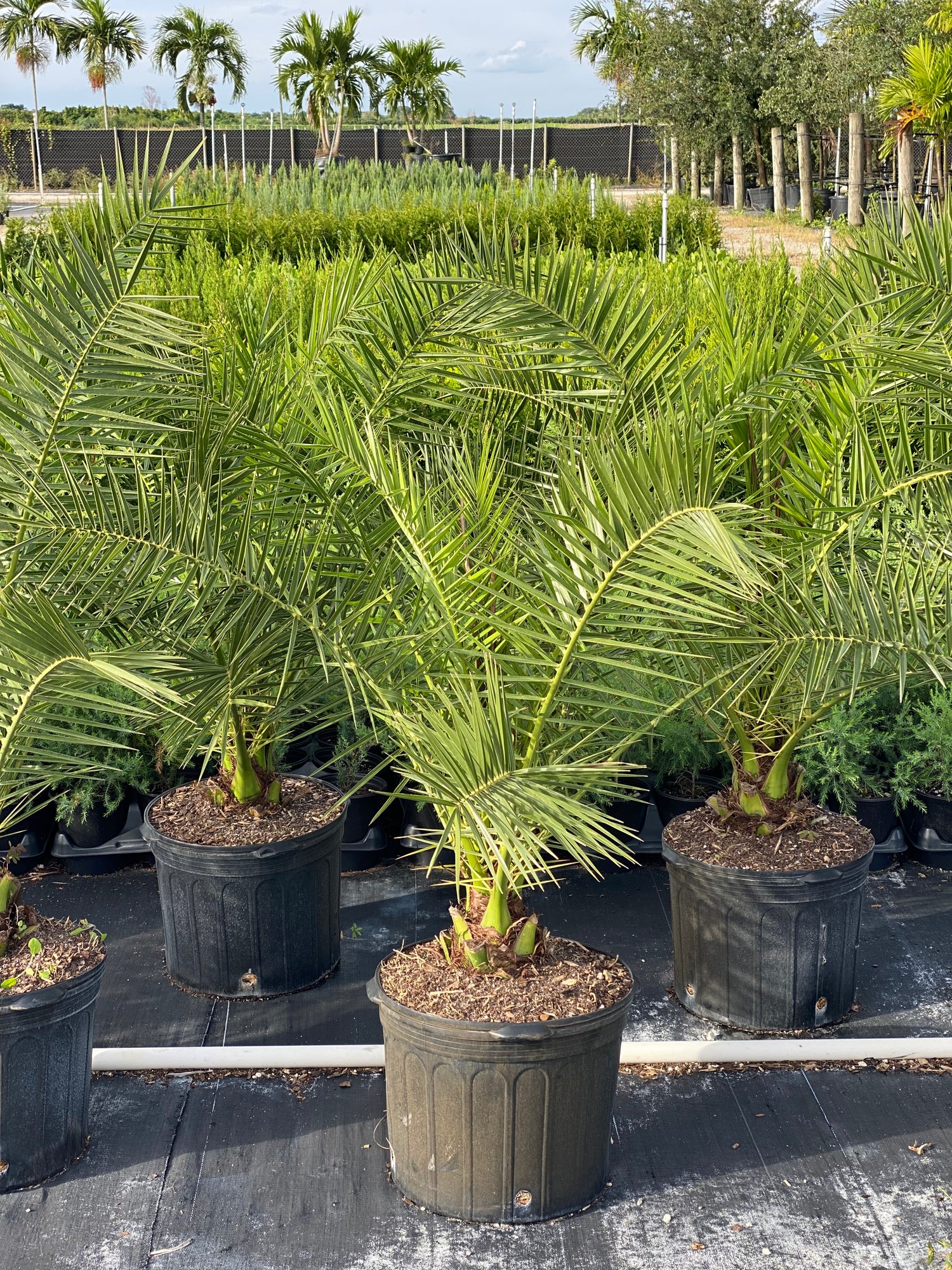 Canary Island Date Palm, Phoenix Canariensis, Pineapple Palm