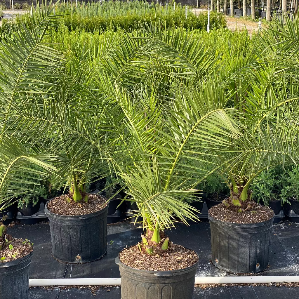 Canary Island Date Palm, Phoenix Canariensis, Pineapple Palm