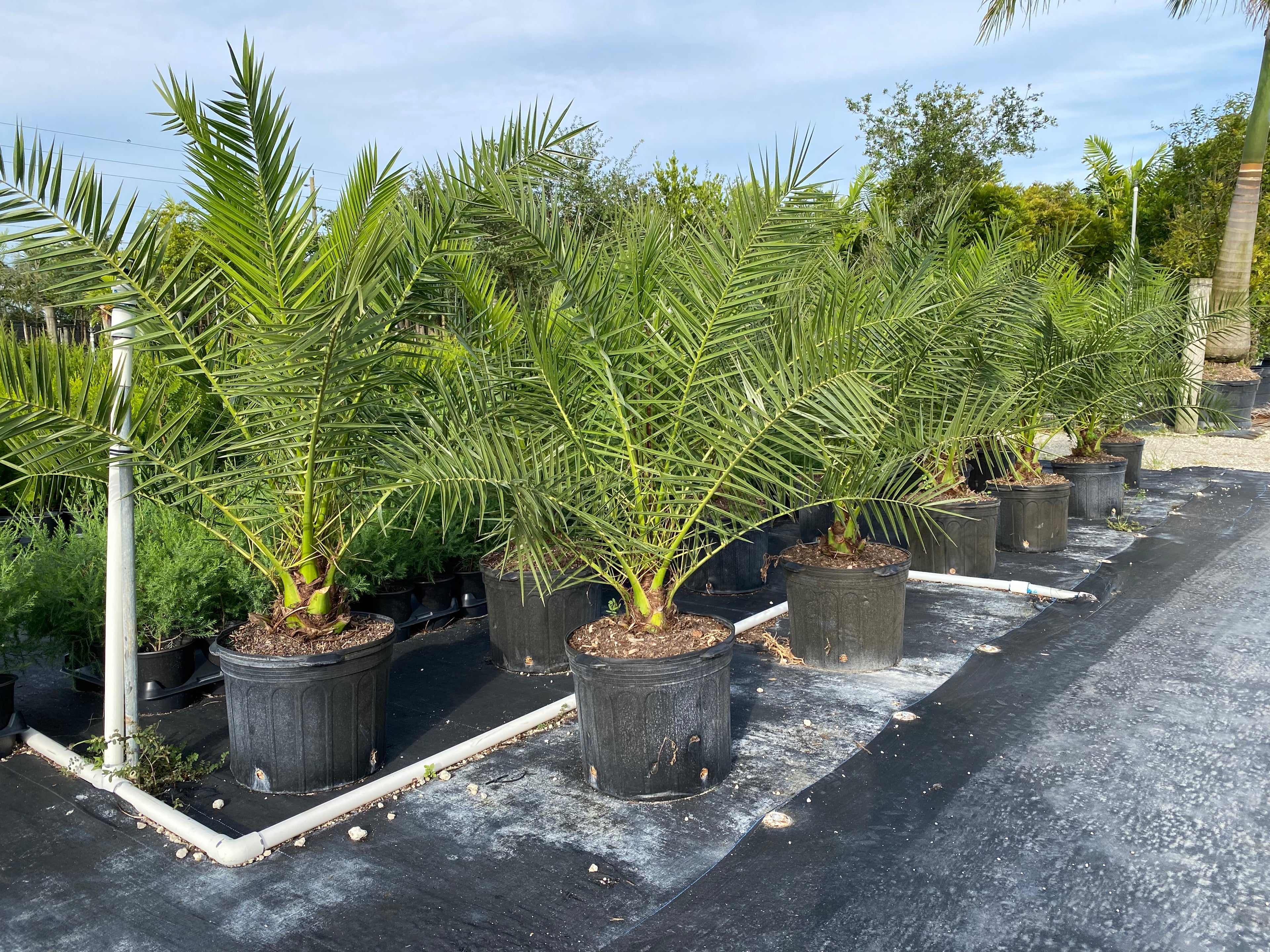 Canary Island Date Palm, Phoenix Canariensis, Pineapple Palm