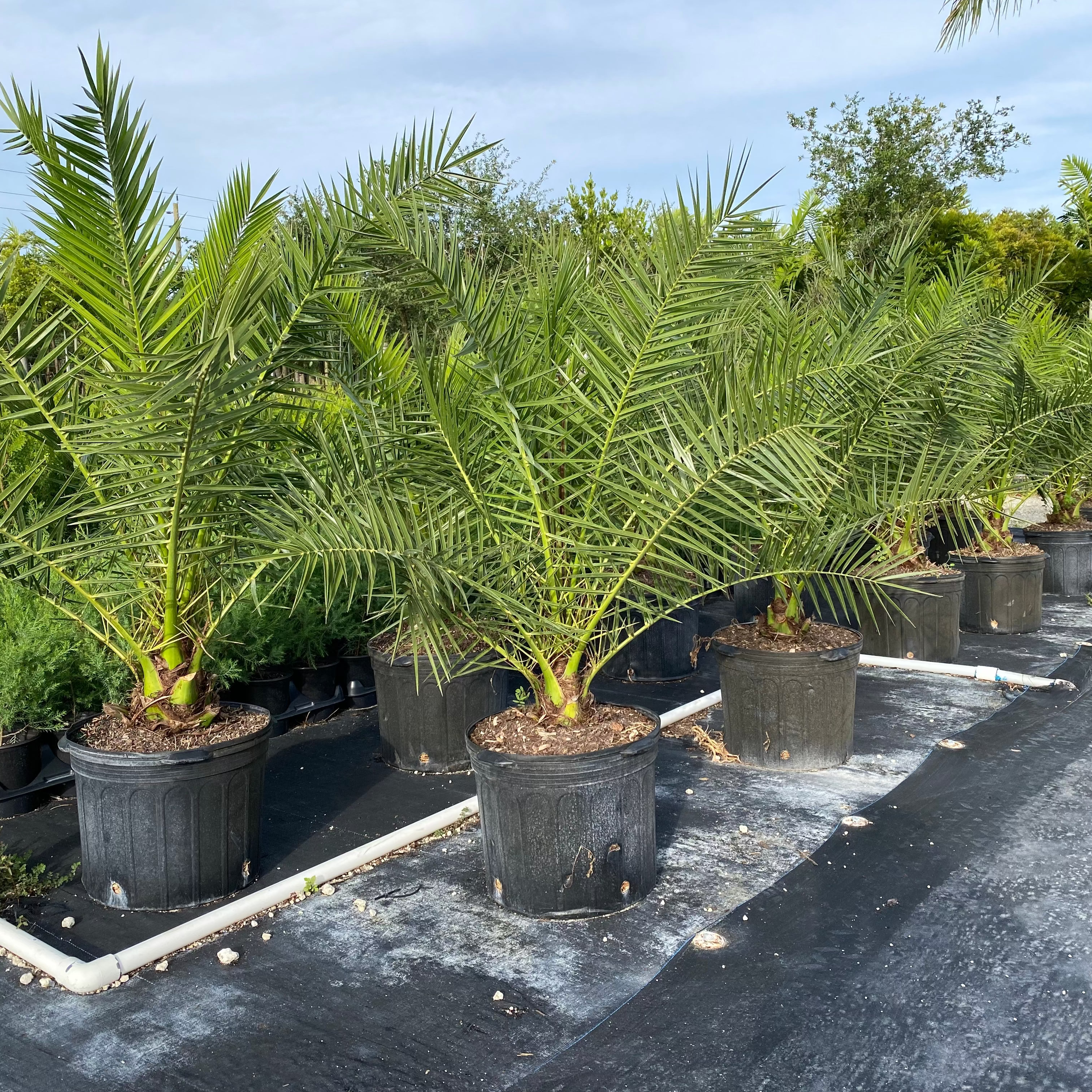 Canary Island Date Palm, Phoenix Canariensis, Pineapple Palm