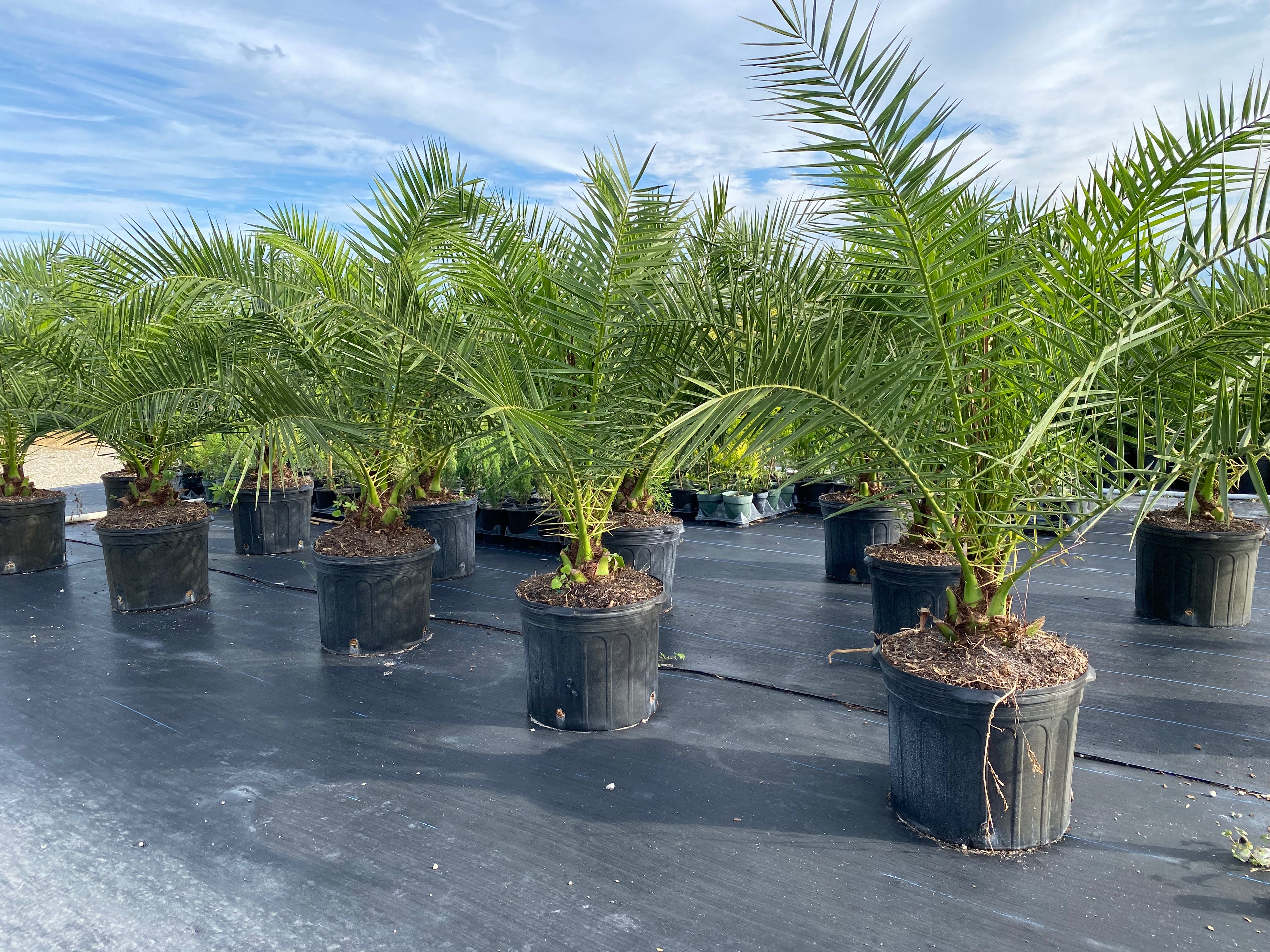 Canary Island Date Palm, Phoenix Canariensis, Pineapple Palm
