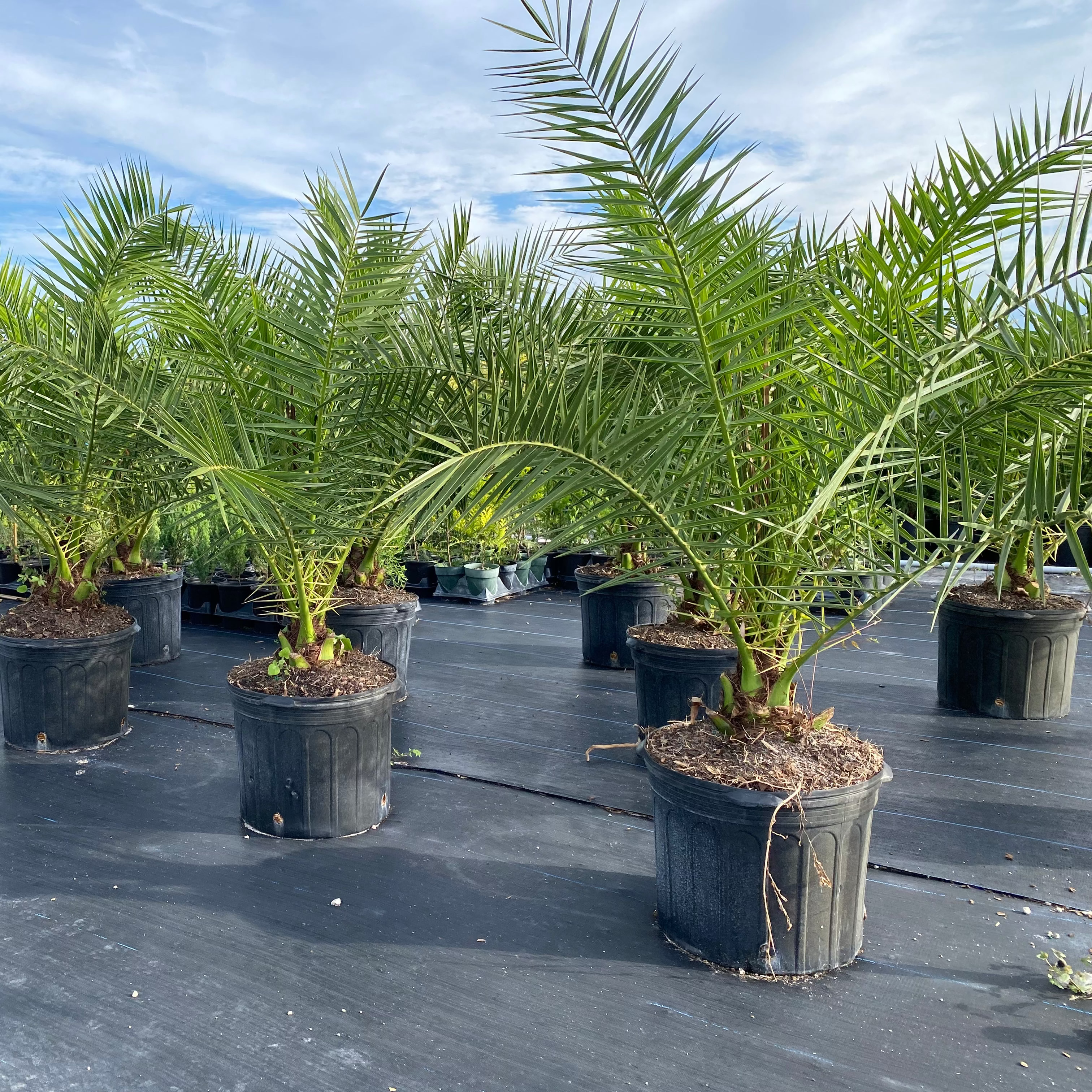 Canary Island Date Palm, Phoenix Canariensis, Pineapple Palm
