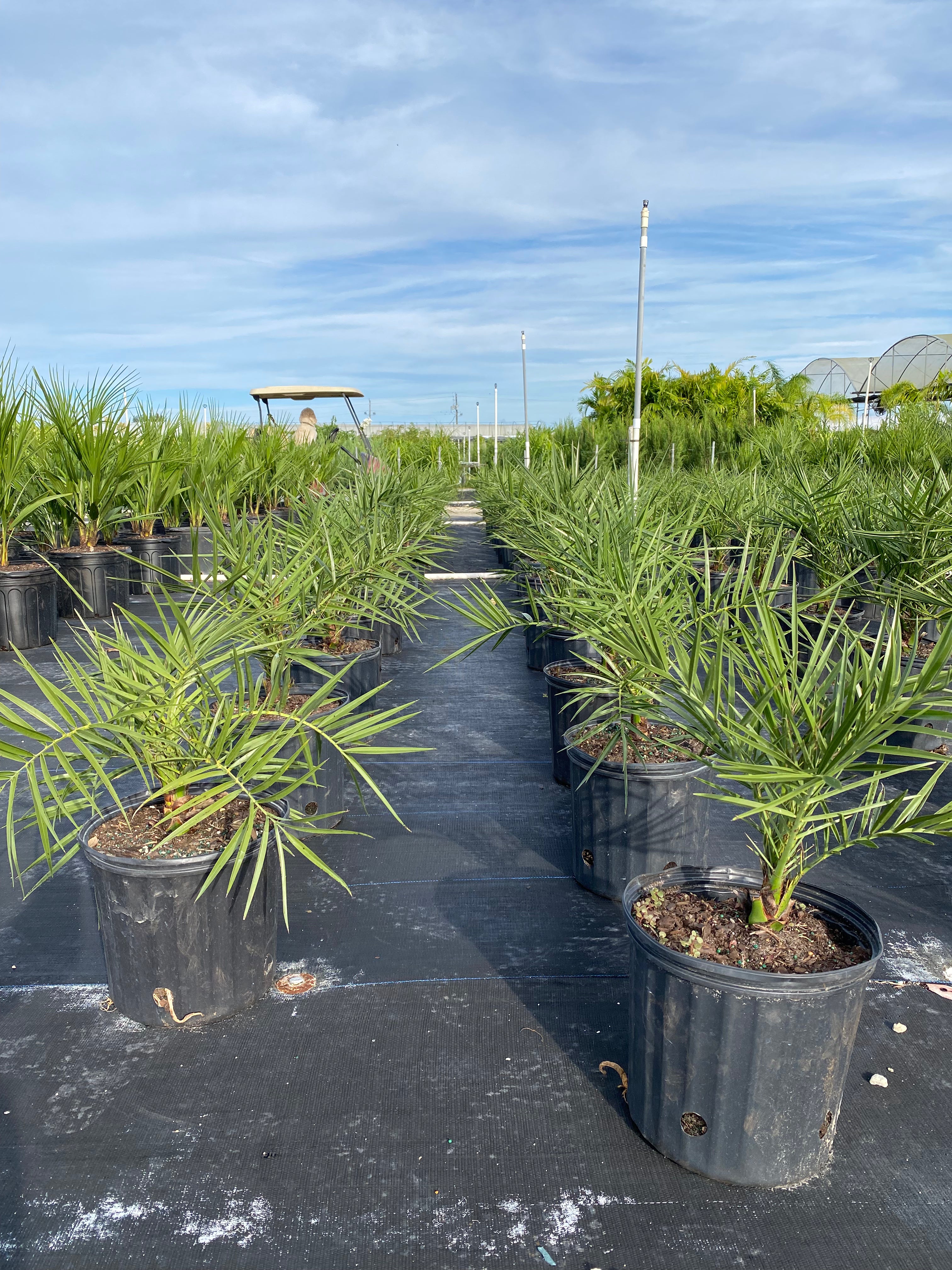 Sylvester Date Palm, Phoenix Sylvestris Robusta