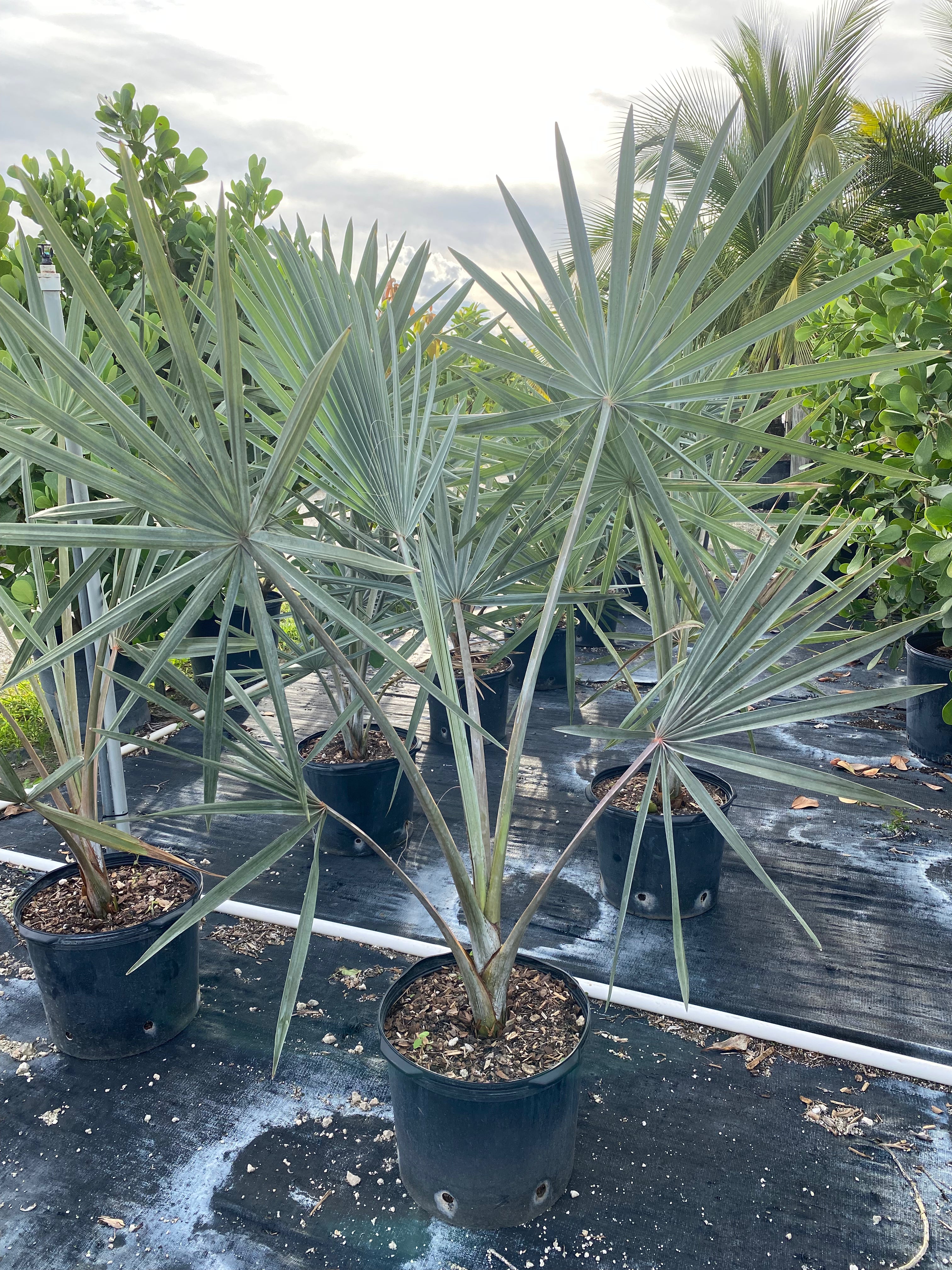 Bismarckia Nobilis, Silver Bismarck Palm