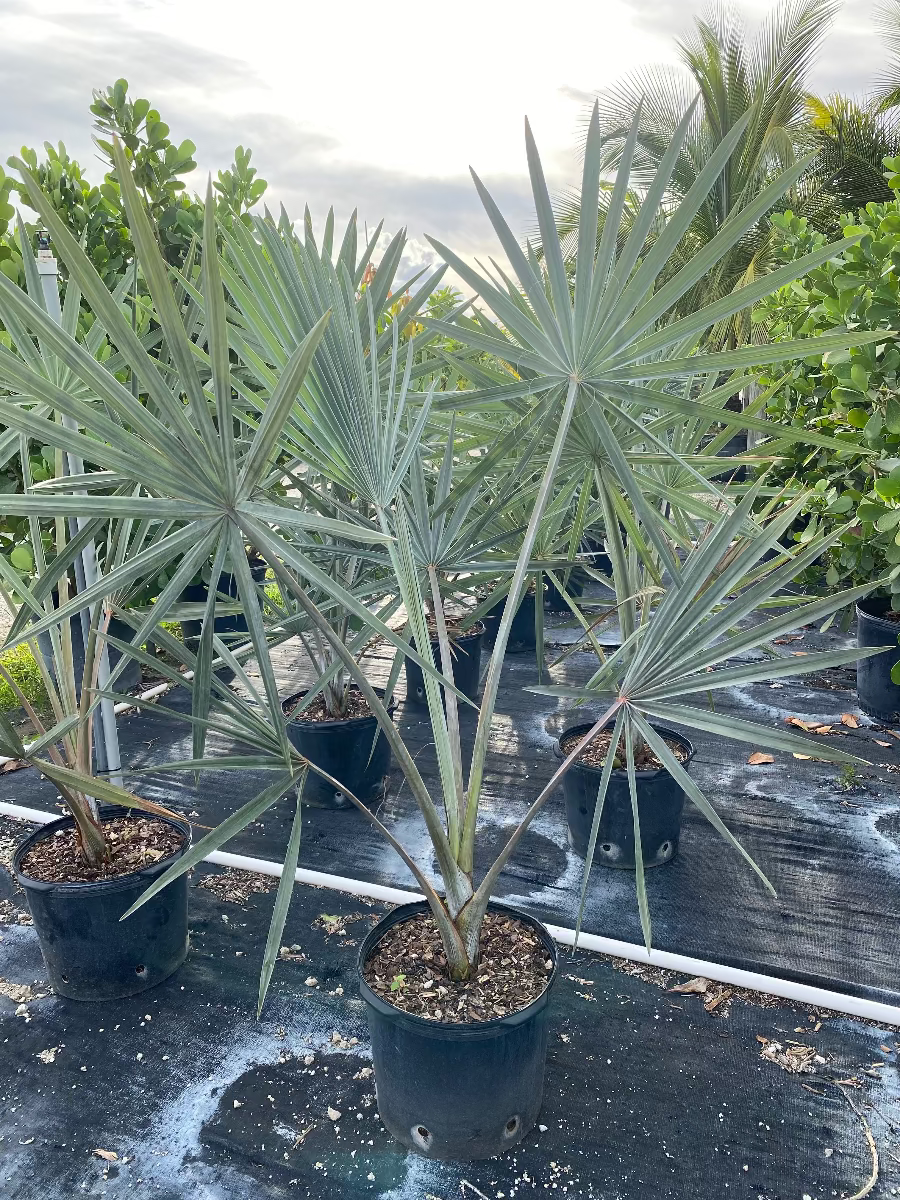 Potted Silver Bismarck Palm tree