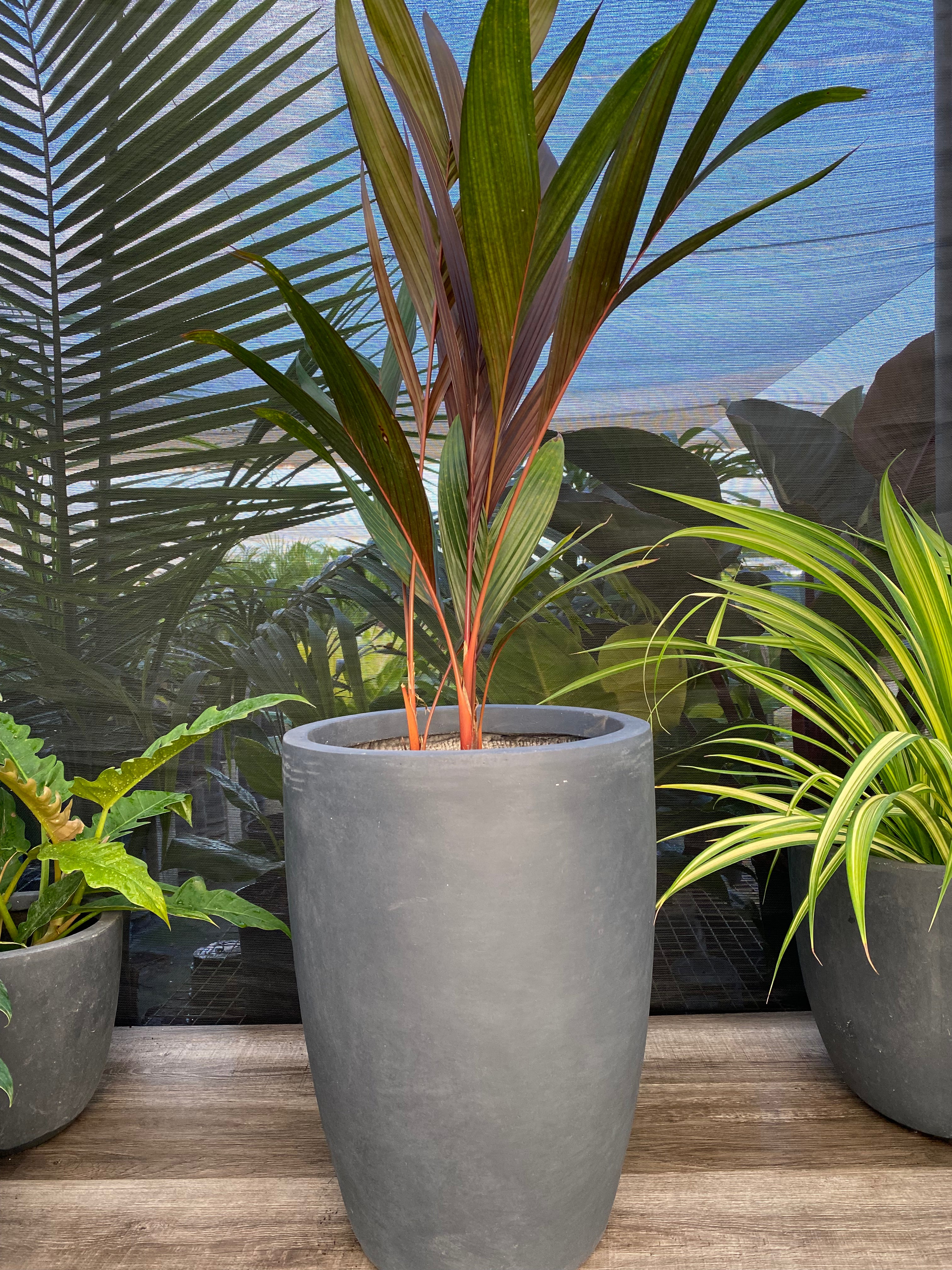 Areca Vestiaria, Red Crownshaft Palm, Rare and Exotic