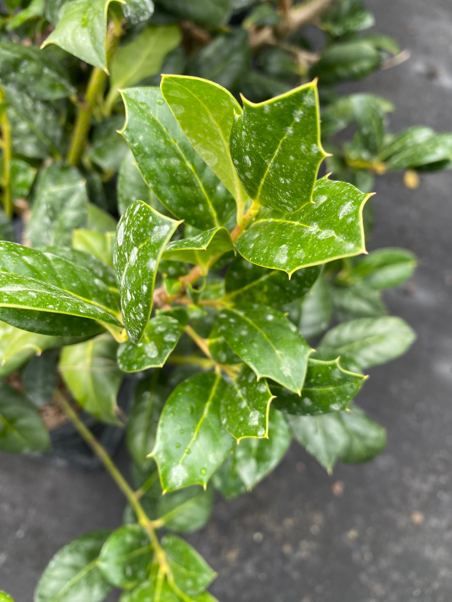 Ilex Nellie Stevens Holly